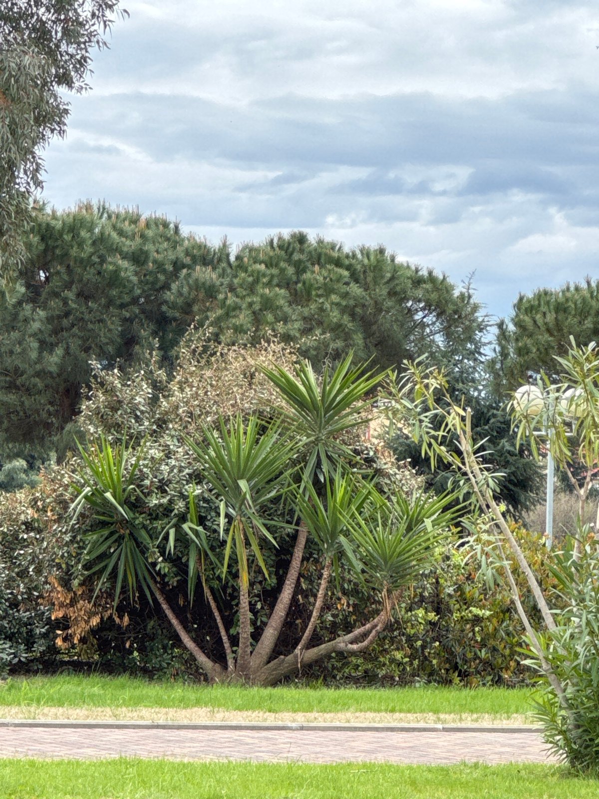 Overcast morning scene captured near Sochi sidewalk