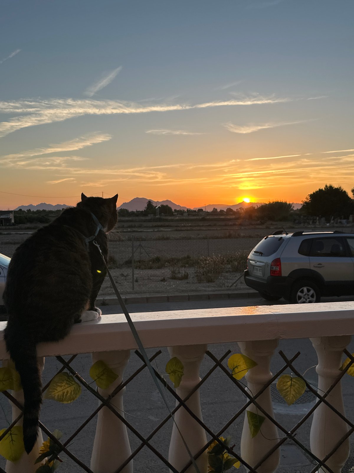 Evening domestic scenes captured in Los Palacios, Spain