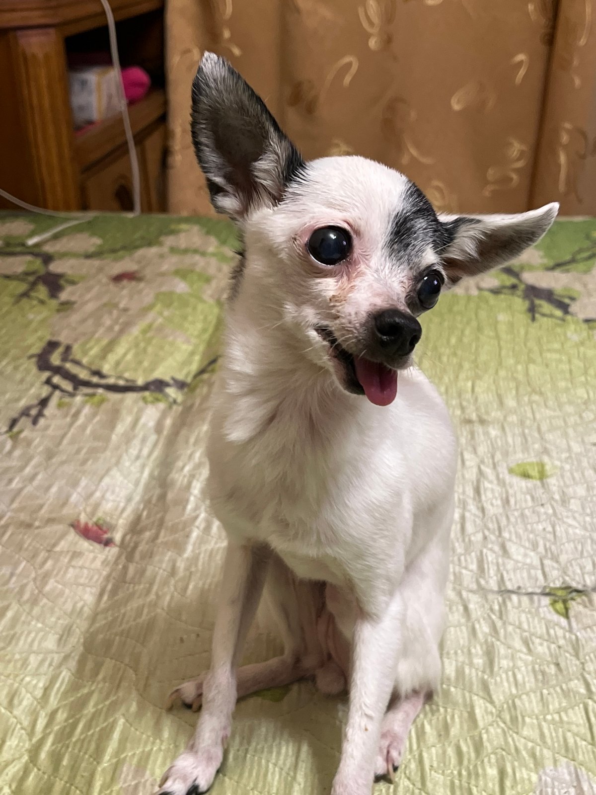 Pet photography session features playful chihuahuas and cats indoors