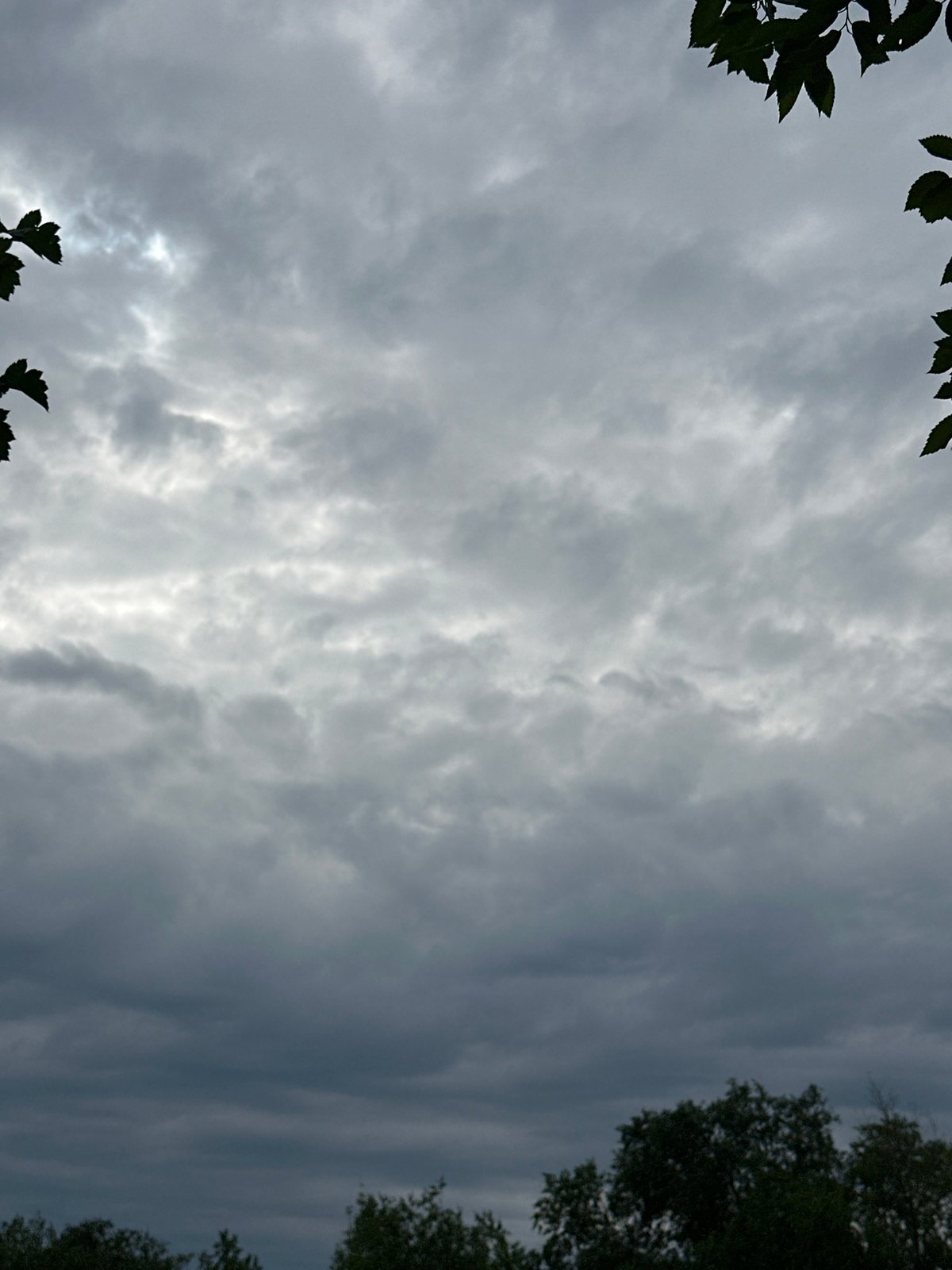 Overcast skies and close-up wildflowers on a stormy-looking day
