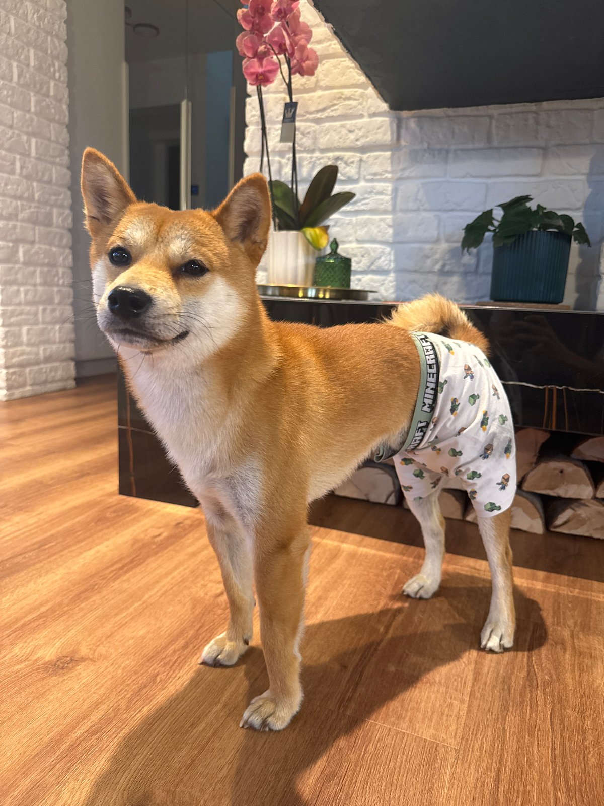 Shiba Inu spotted wearing Minecraft underwear in Carnikava home