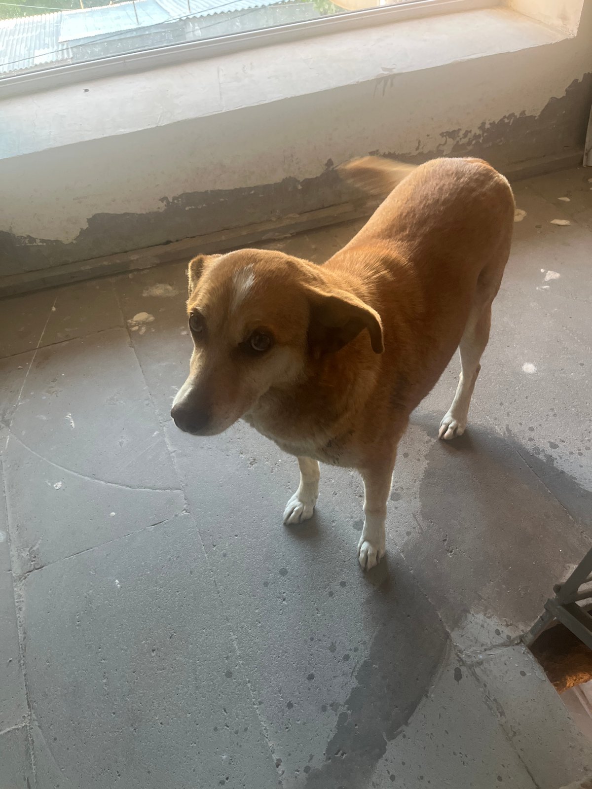 Dog spotted in multiple locations around Yeghegnadzor, Armenia