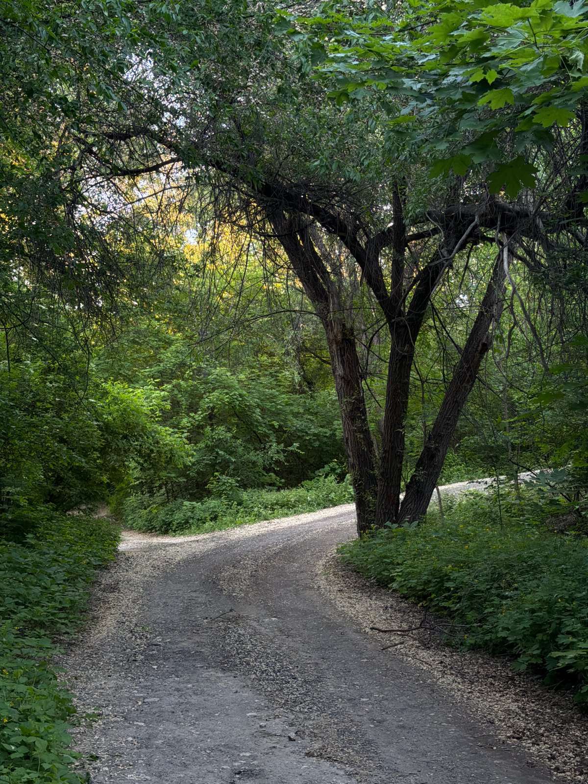 Spring walk documented through tree-lined paths in Chișinău