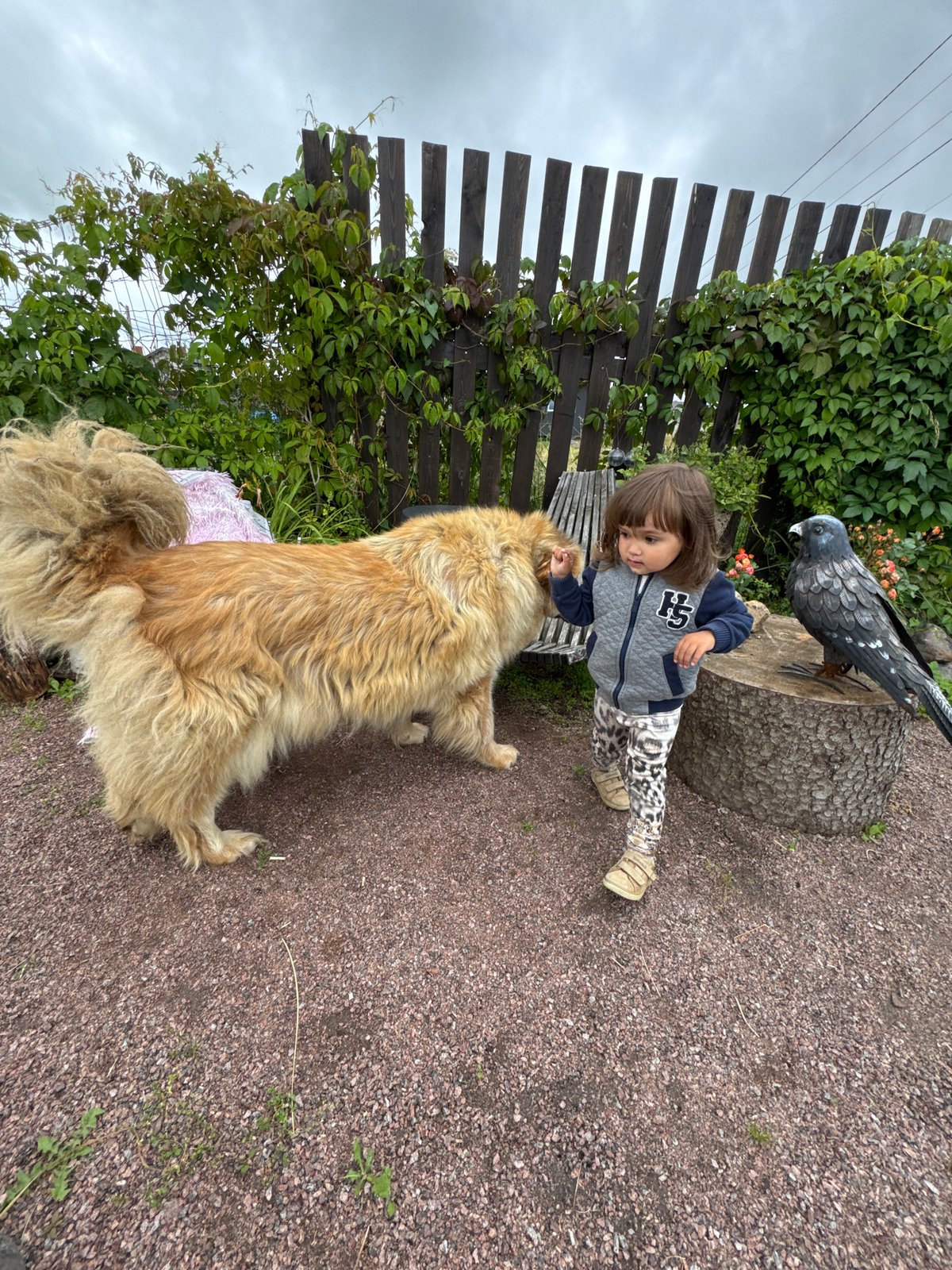 Backyard morning with a big dog, a kitten, and a kid