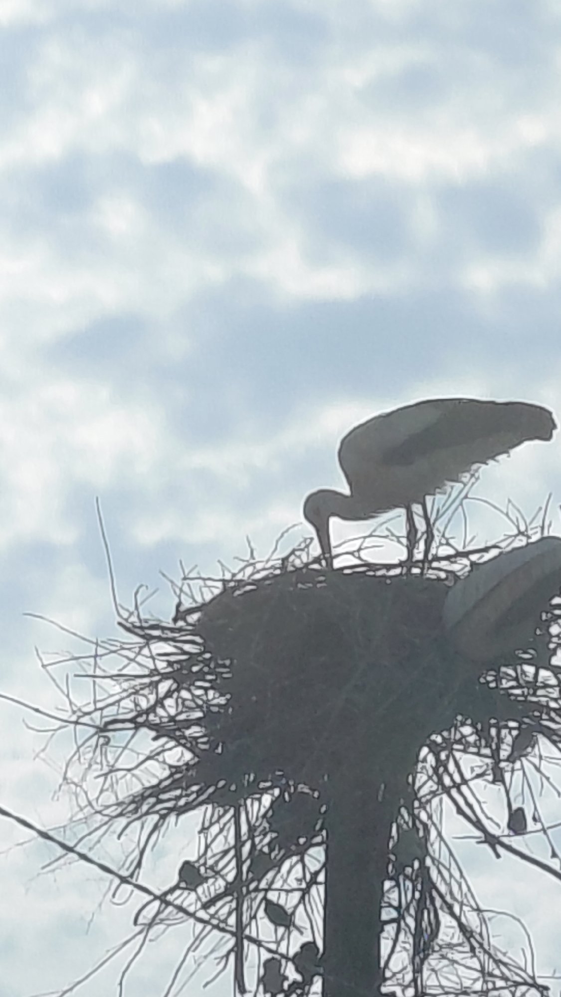 Large Birds Build Nests on Utility Poles