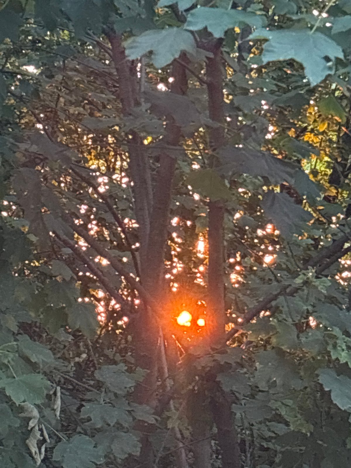 Golden hour light through trees in a Munich park