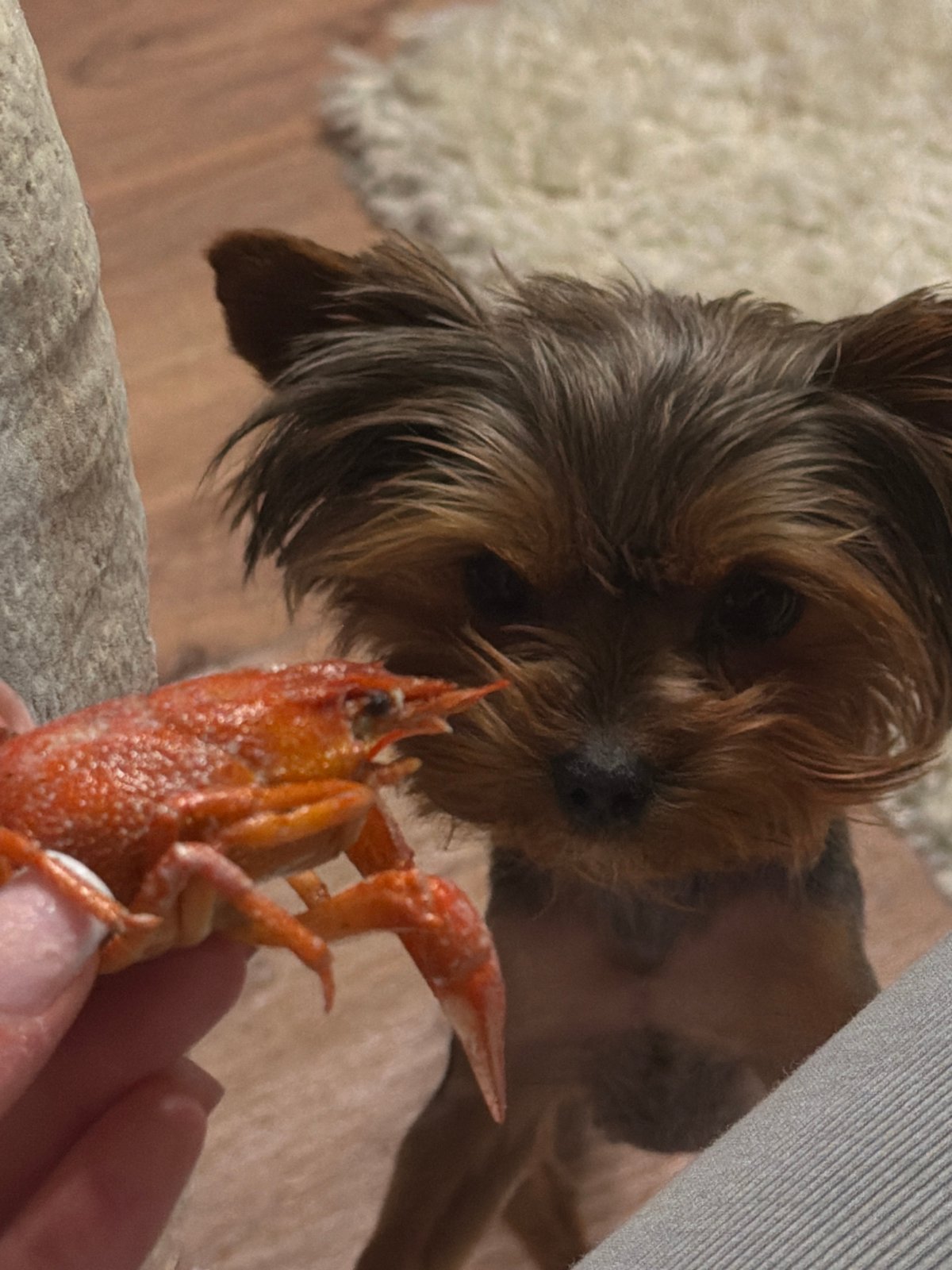 Dog receives crawfish treat from owner in Krasnoyarsk home