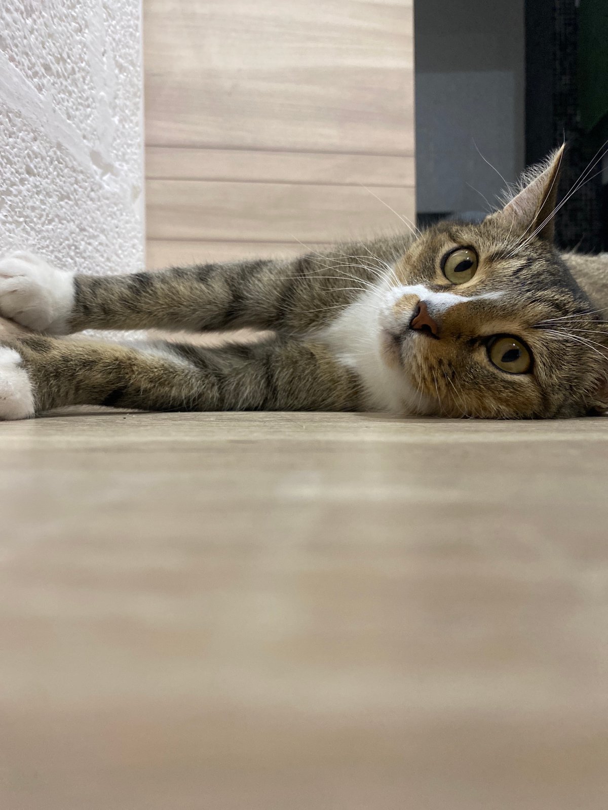 Tabby cat lounging on a wooden floor in Russia