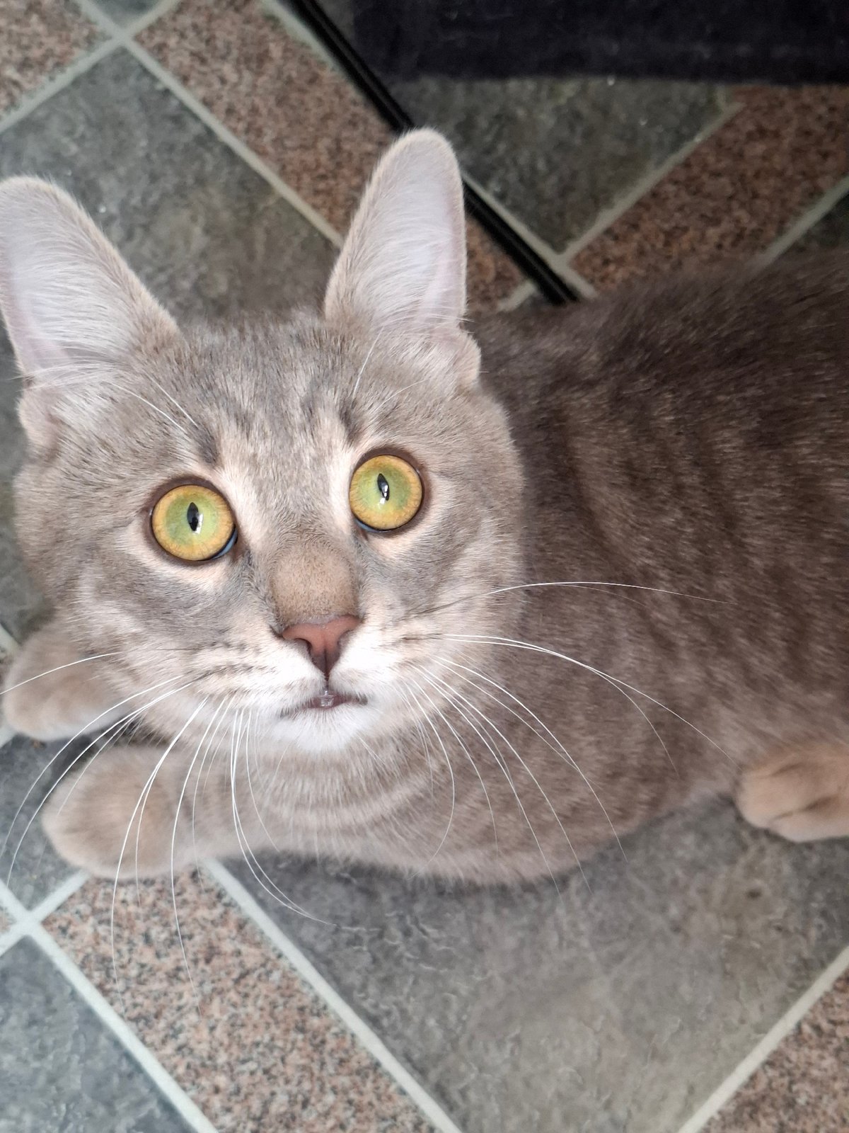 Gray cat spotted resting on tiles in Novi Sad