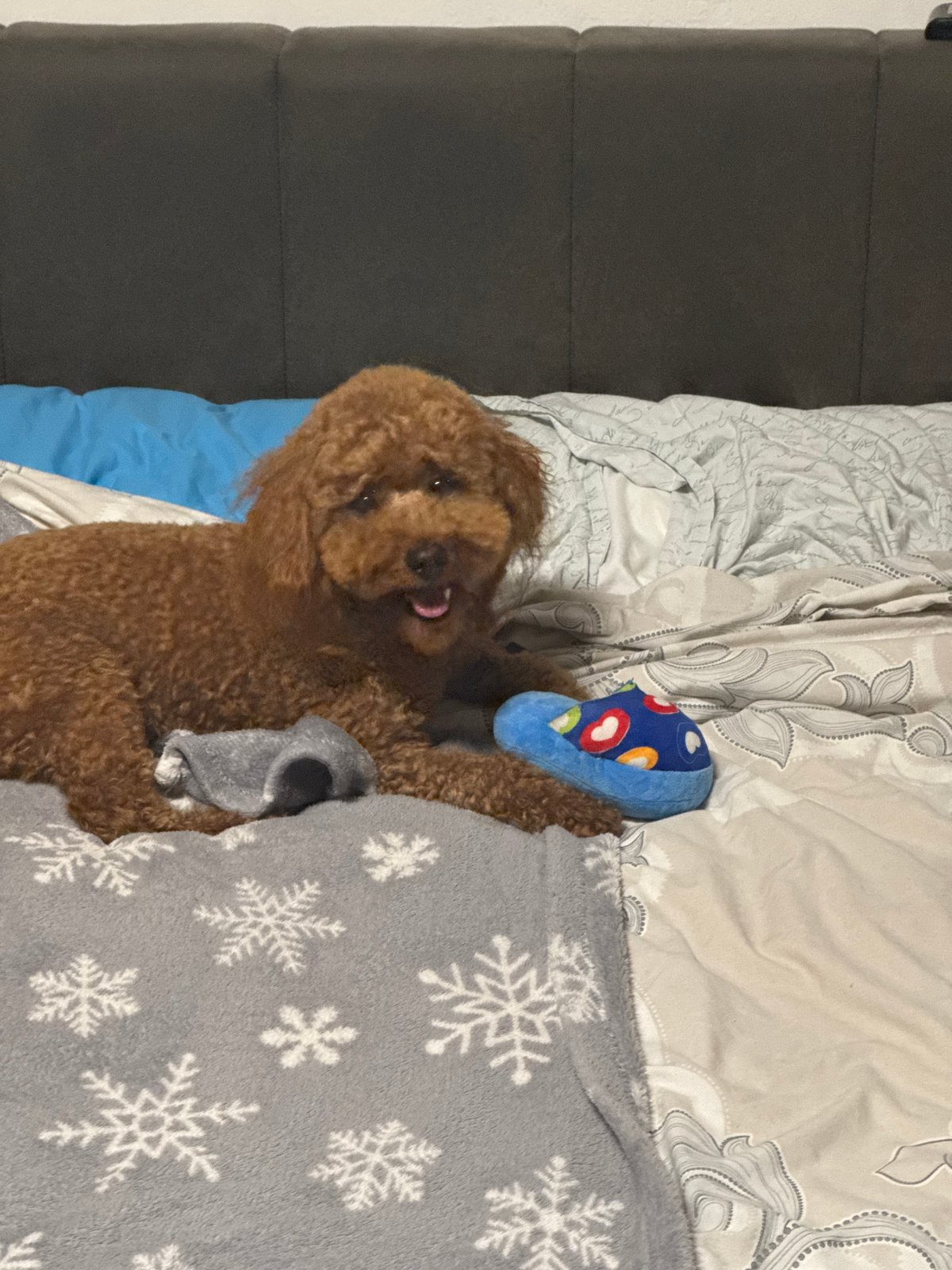 Poodle rests playfully on patterned blanket in Sofia bedroom