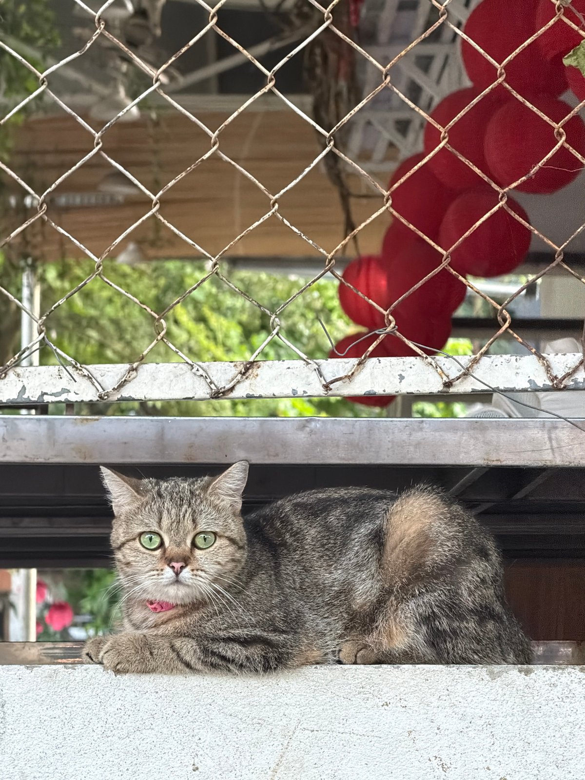 Curious tabby cat spotted peering from window in Đà Nẵng