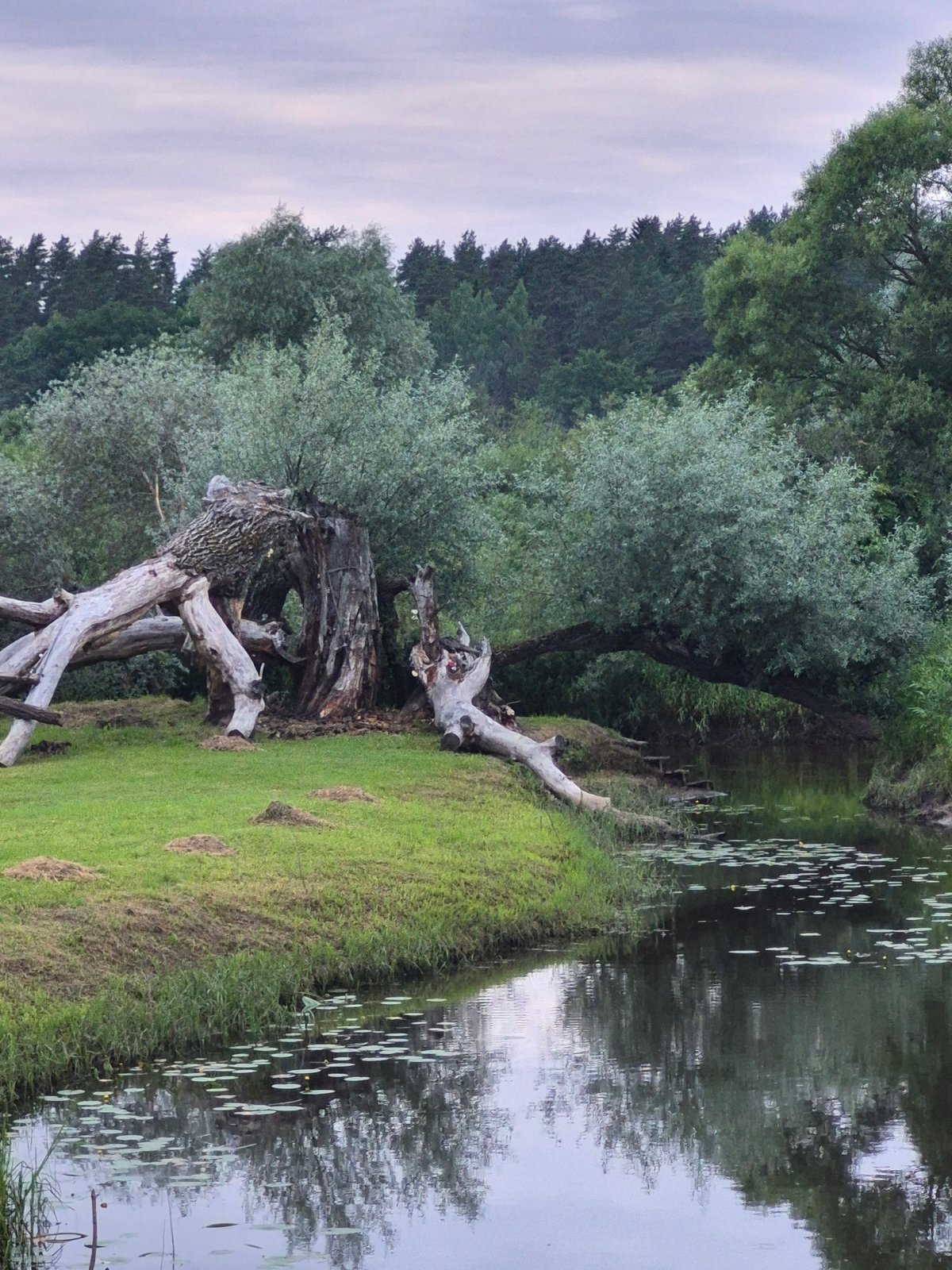 Calm waterside scenery along the banks of Sooblase, Estonia