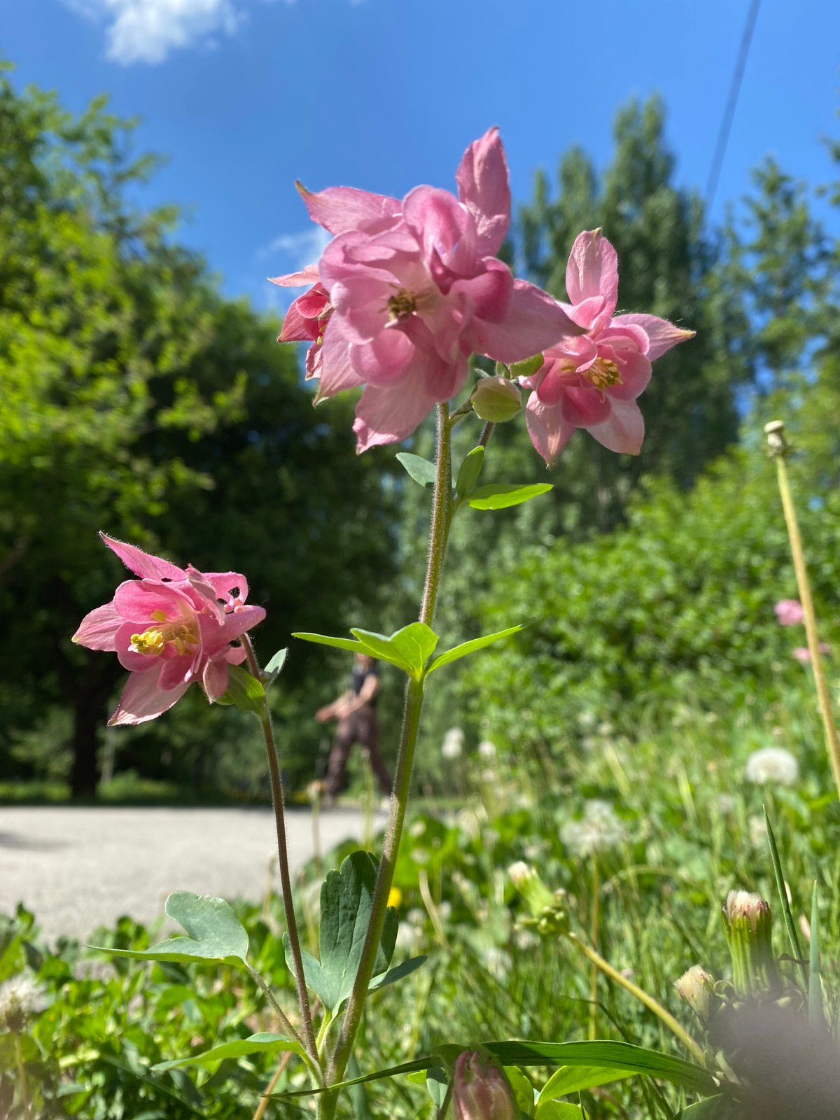 Morning garden walk captures spring blooms in Yekaterinburg
