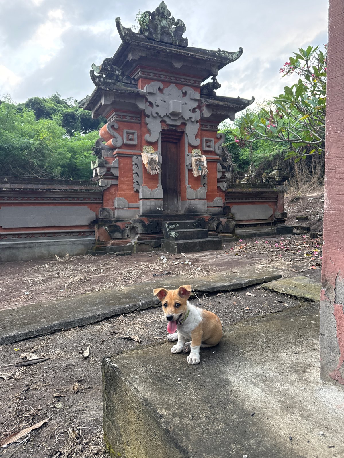 Dog spotted near ancient carved temple in Kediri, Indonesia
