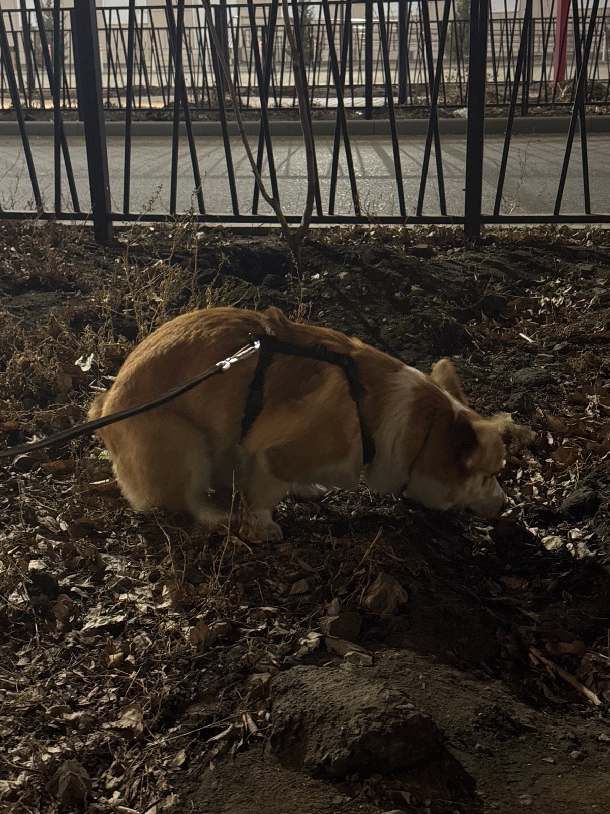 Unusual pets spotted in Borzya: leashed corgi, rabbit, decorative chicken