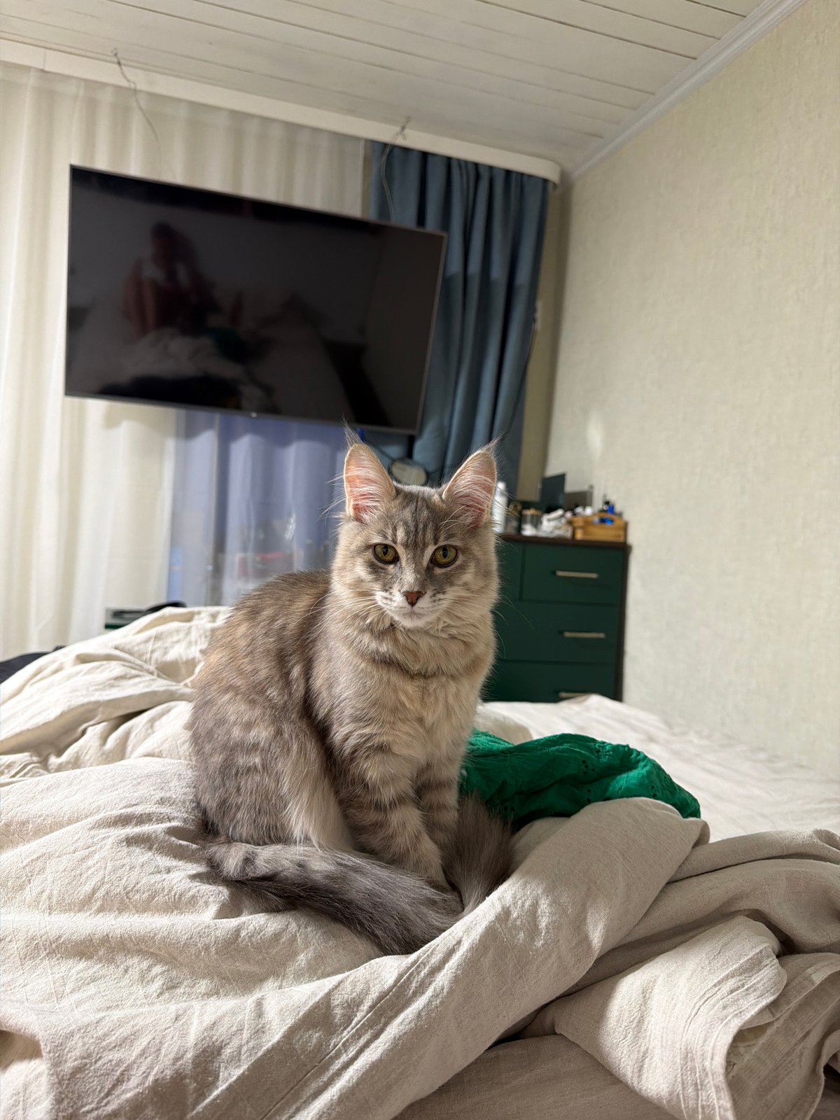 Quiet Friday afternoon documented in Sarapul, Russia with beloved cat