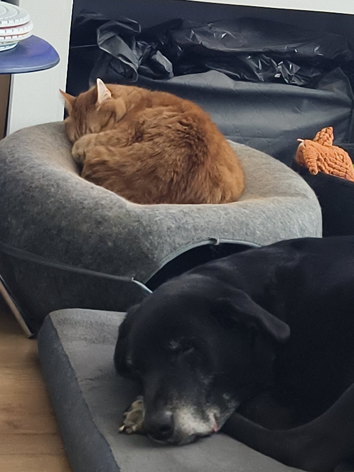 Quiet morning with pets and toys in Petah Tikva home
