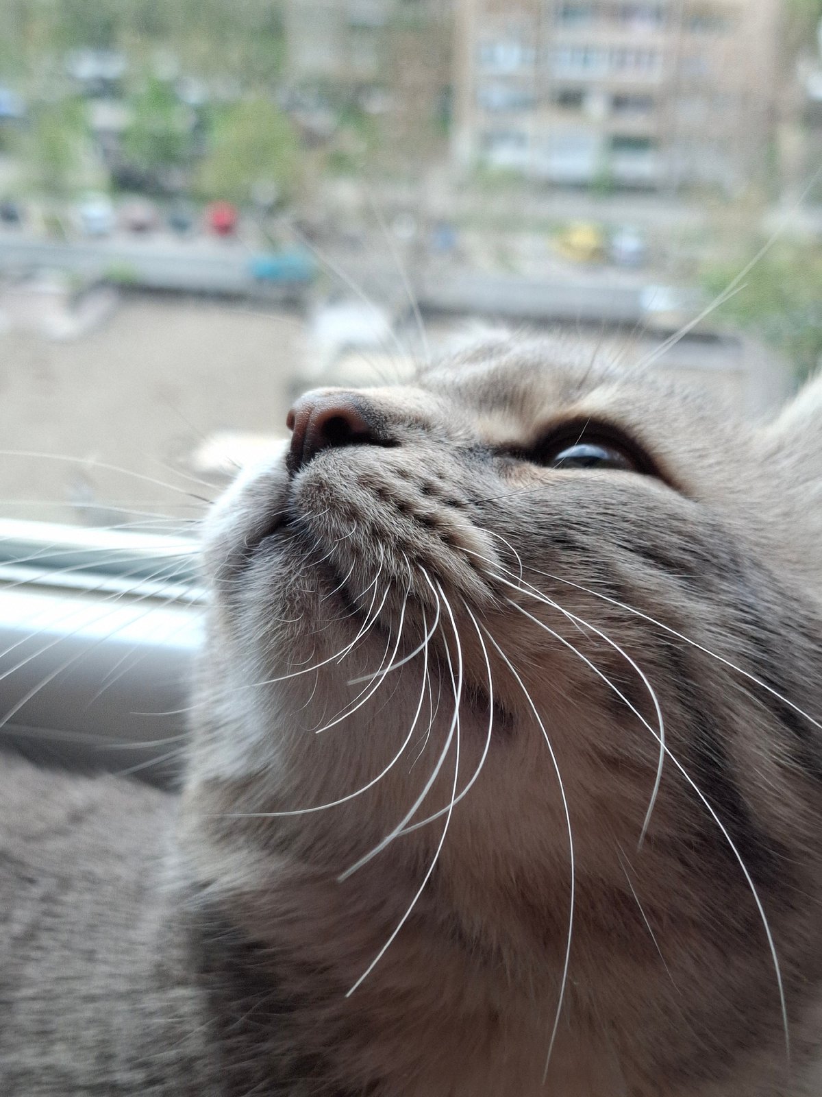 Gray tabby cat photographed in various poses in Novi Sad