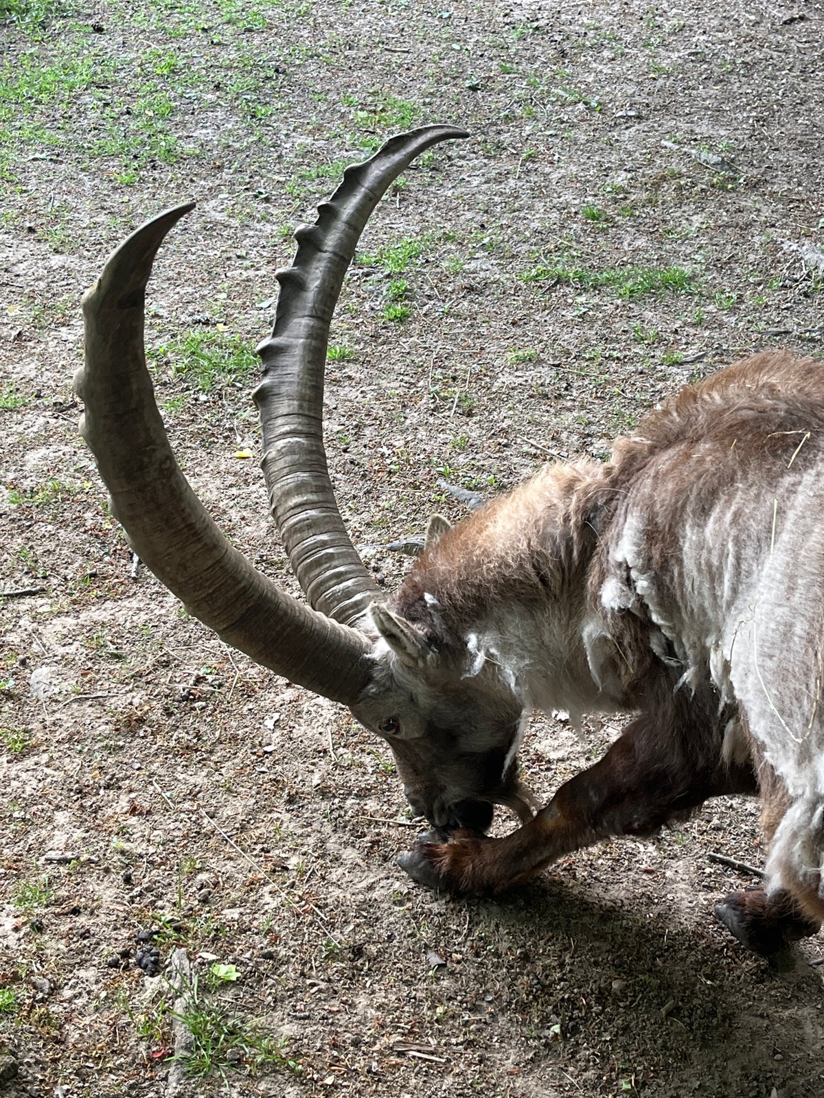 Zoo visitors document animals at Saarbrücken including deceased ibex