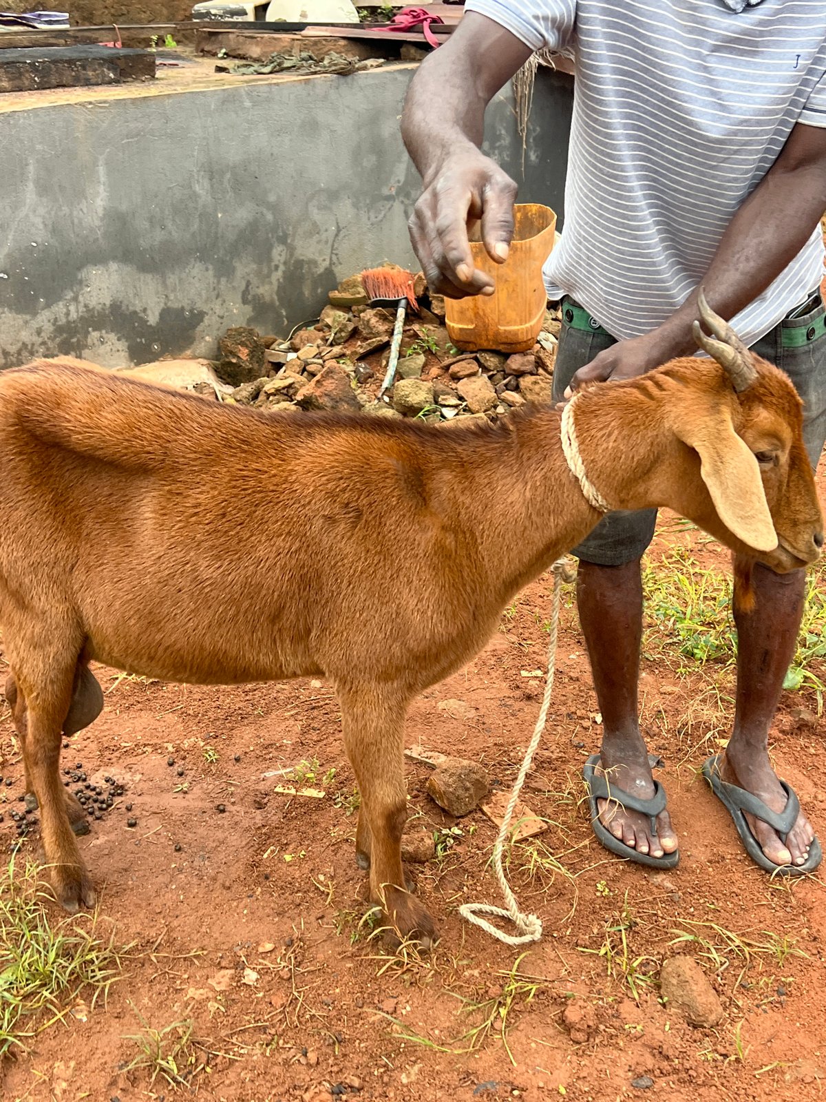 Goat slaughter, open fire, and morning chores in Nkpor