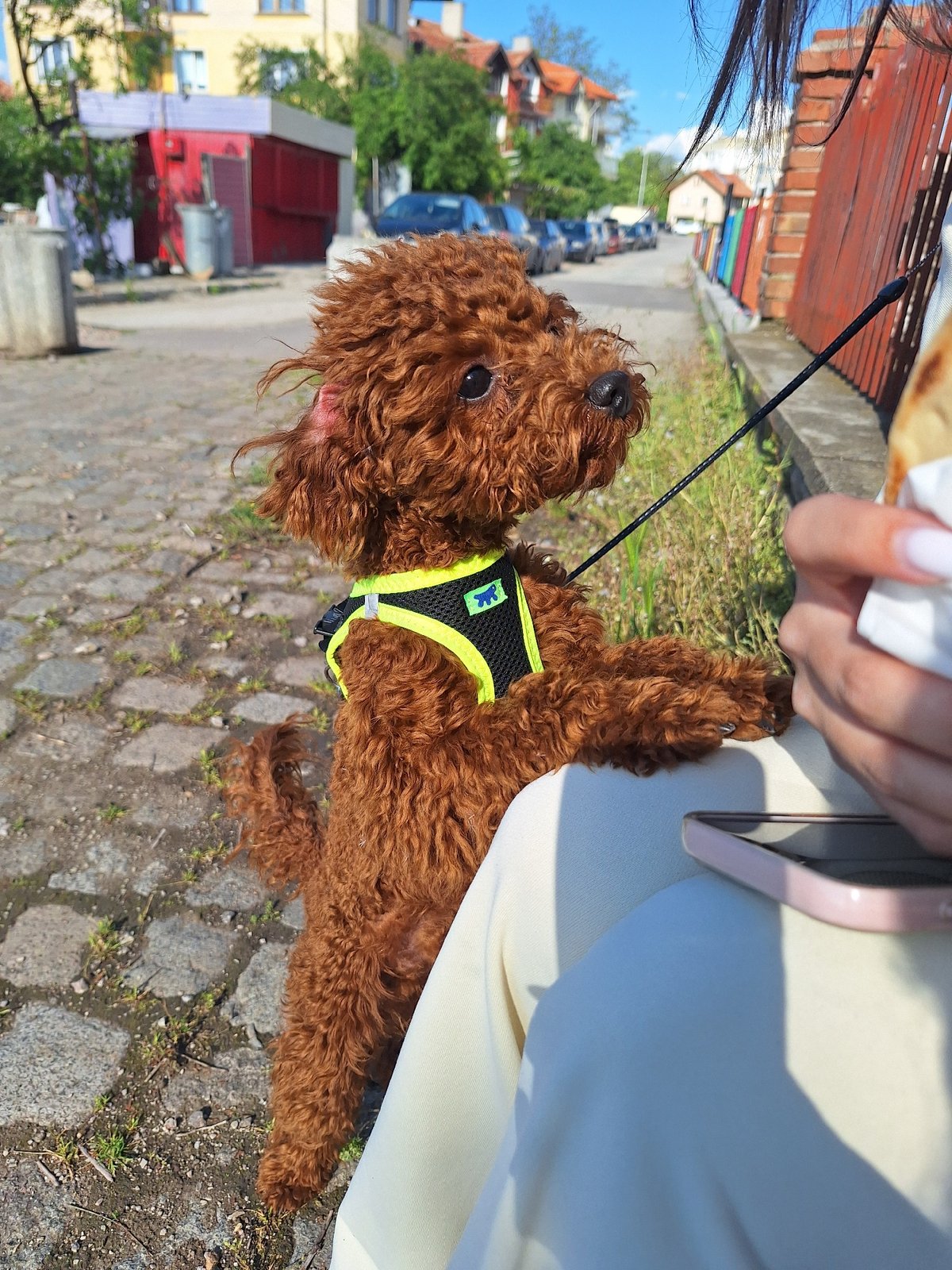 Person with poodle enjoys lunch break in Slivnitsa
