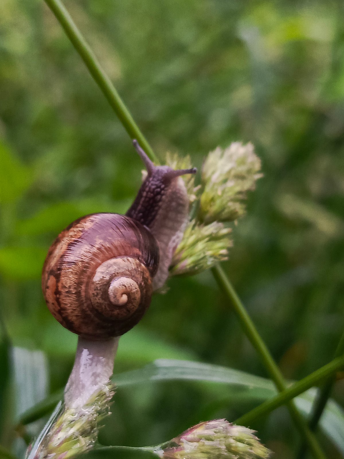Snails, rain-soaked leaves, and quiet morning moments in Chaikovsky