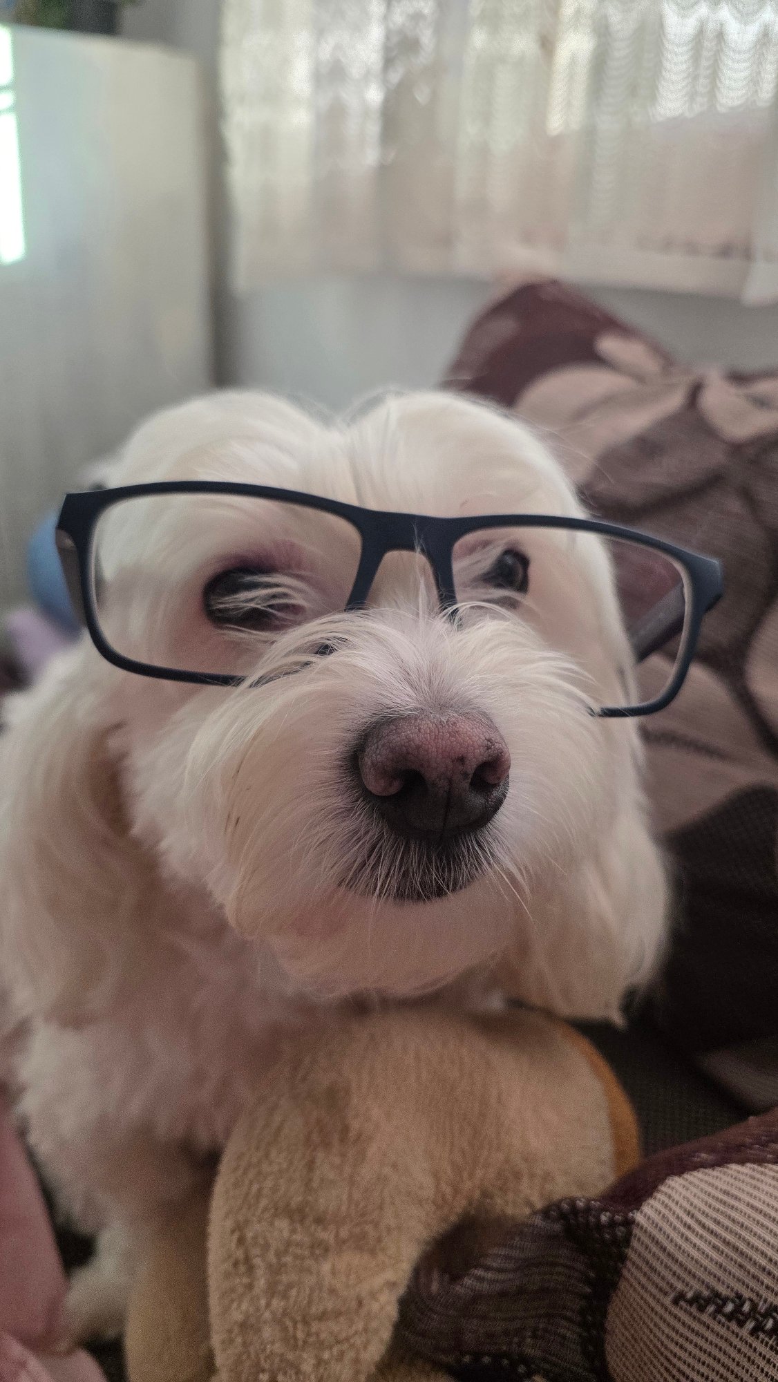 Maltese Dog in Glasses Photographed on Couch in Bulgaria
