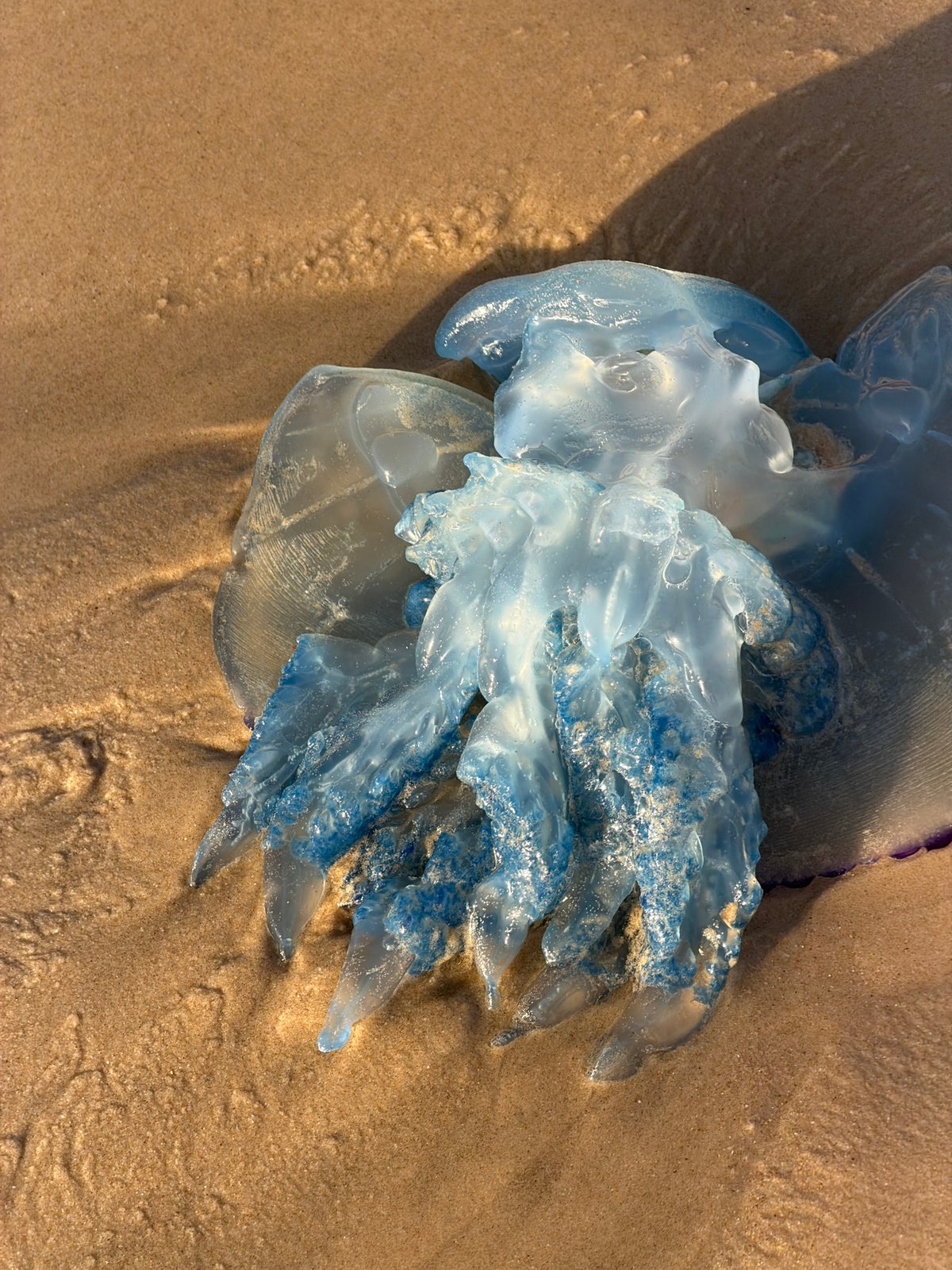 Beach life documented at Bat Yam: jellyfish, dog, shells