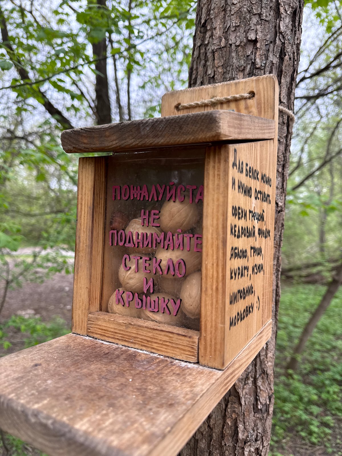 Squirrel feeder with walnuts spotted in Moscow park