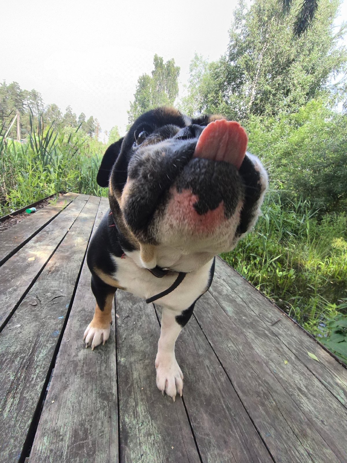 Bulldogs lounging and playing in a Noviy yard