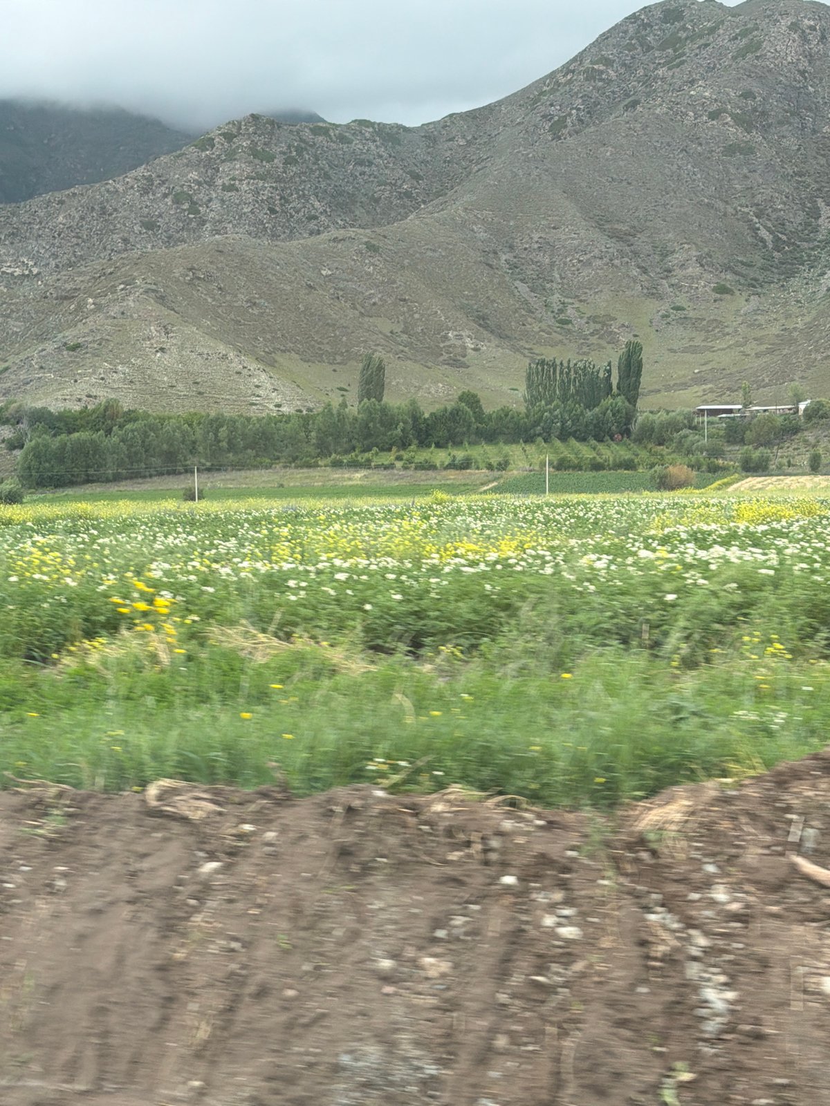 Overcast road trip through mountain farmland and wildflower countryside