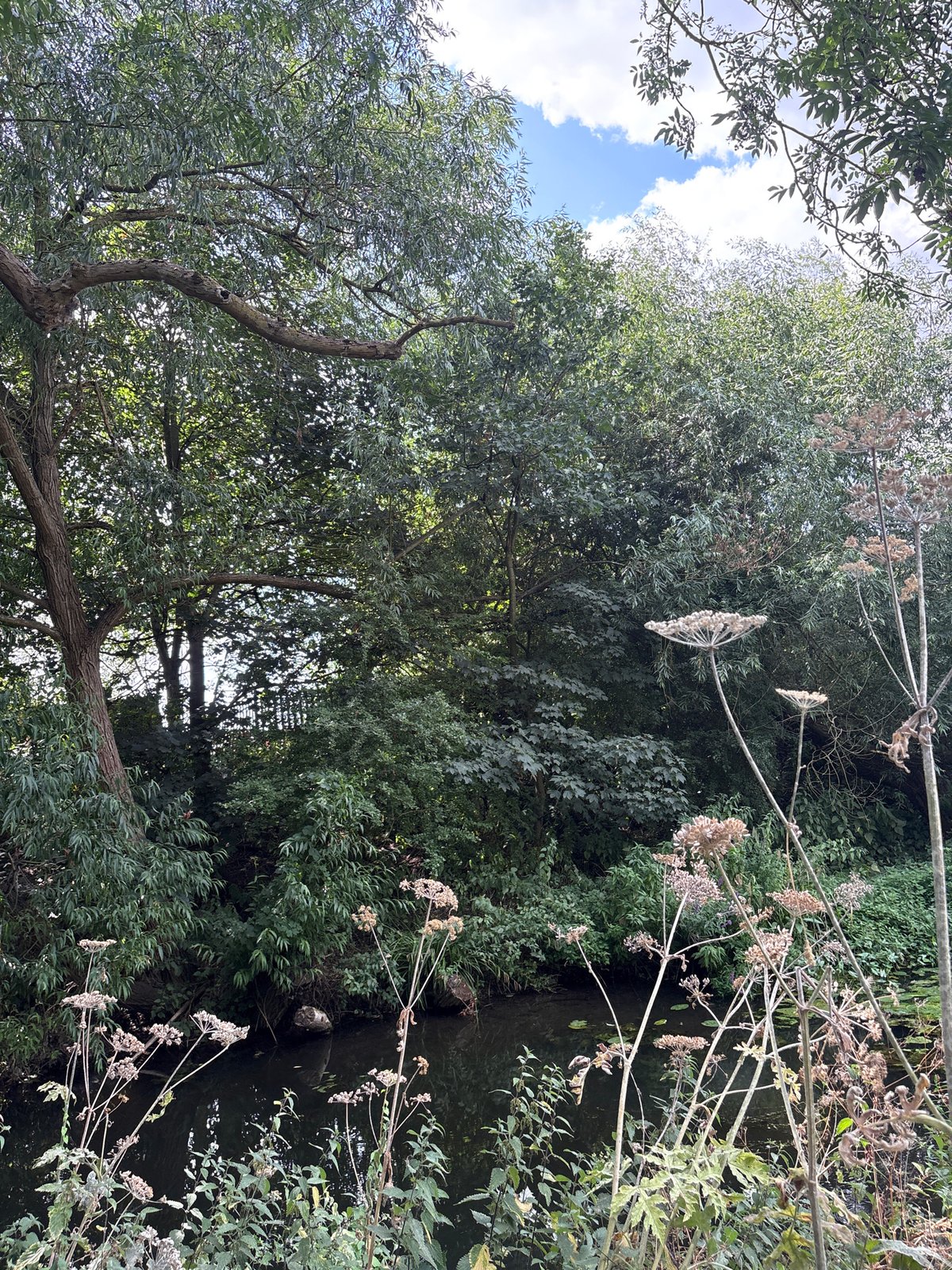 Chelmsford canal path: wildflowers, brickwork, and summer overgrowth