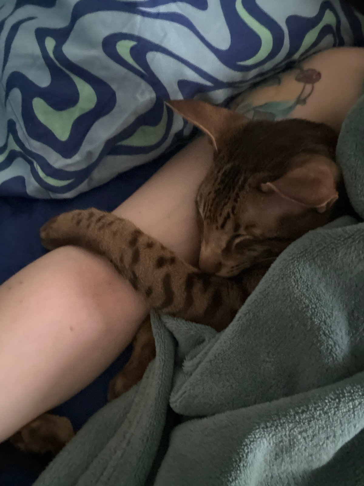 Cat sleeps peacefully with owner in Moscow home