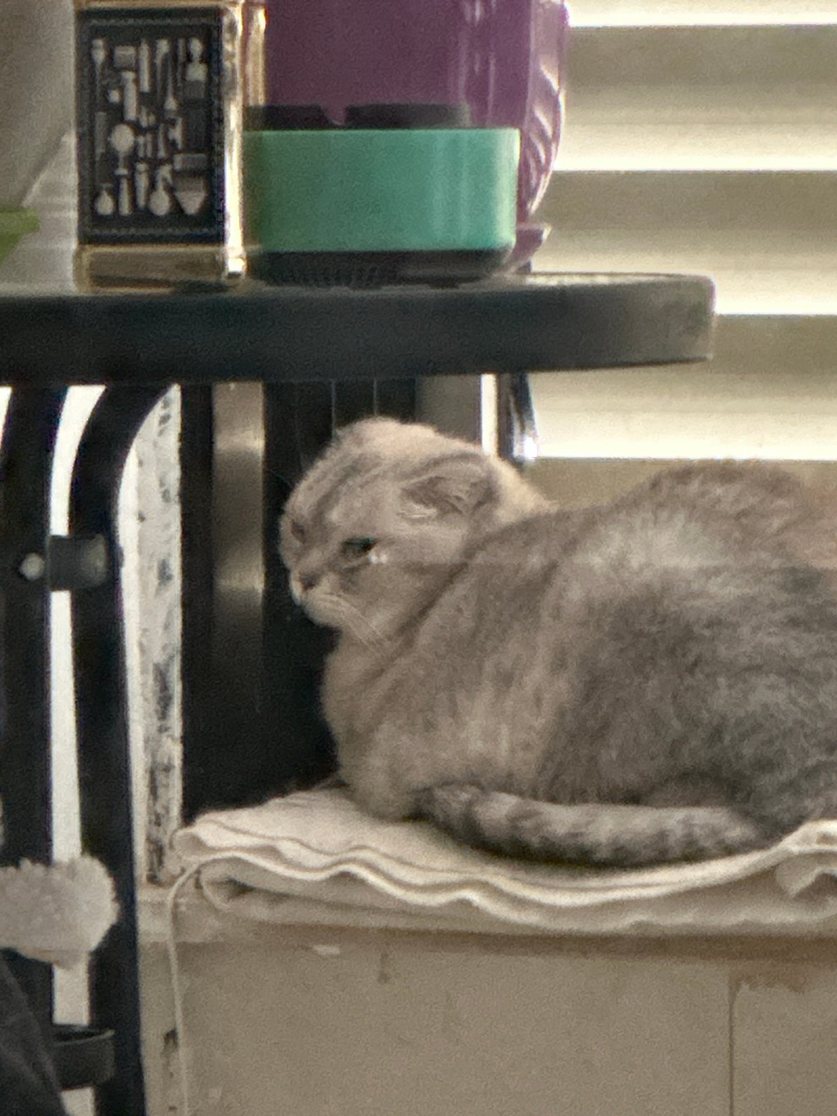 Lazy morning at a Haifa apartment with cats and houseplants