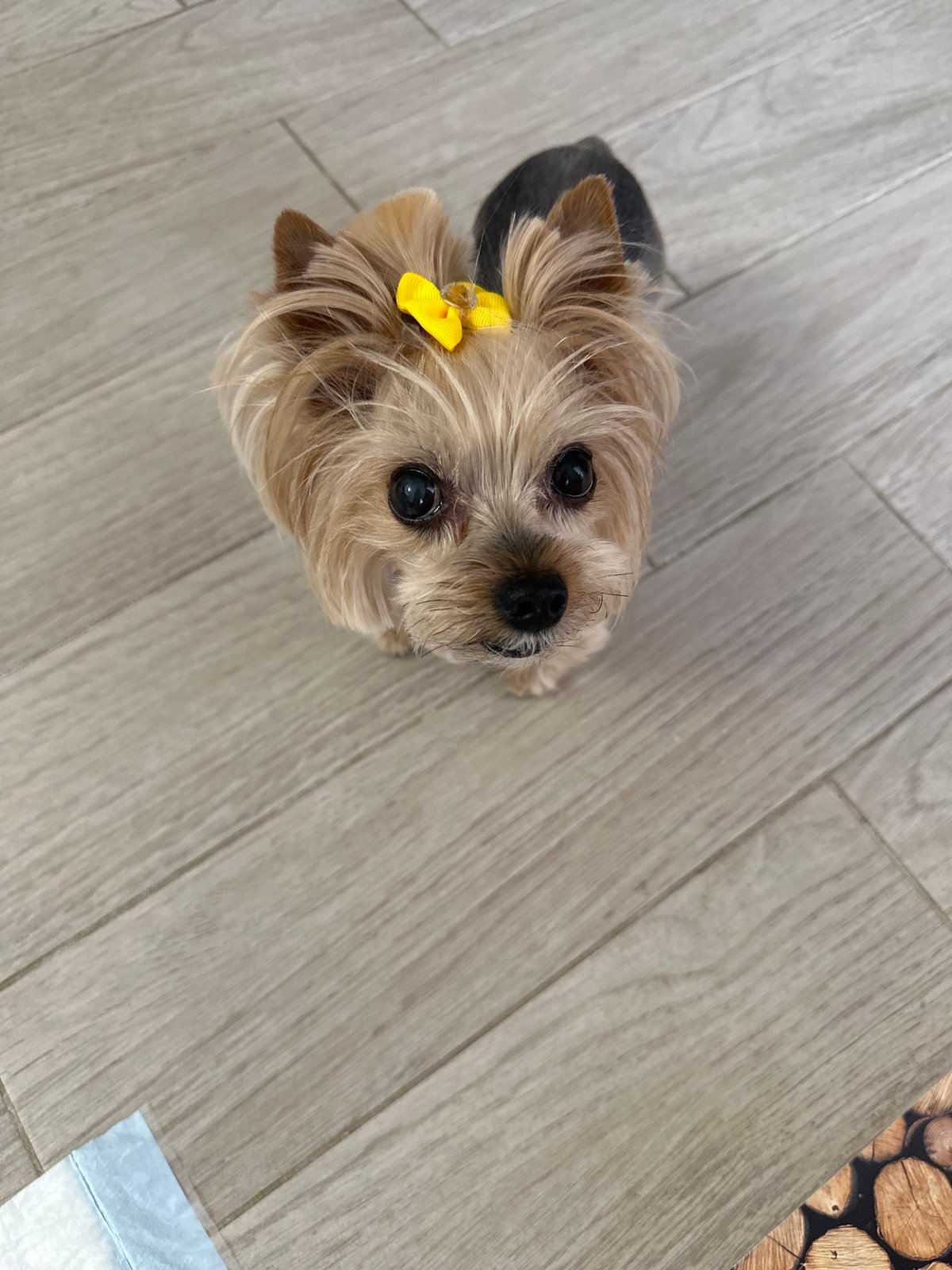 Yorkshire Terrier with yellow bow photographed in Sofia