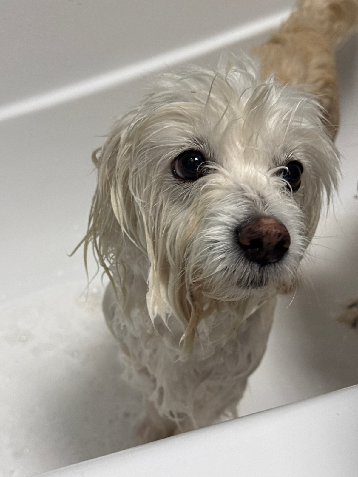 Small dog bathed in Noviy, Russia
