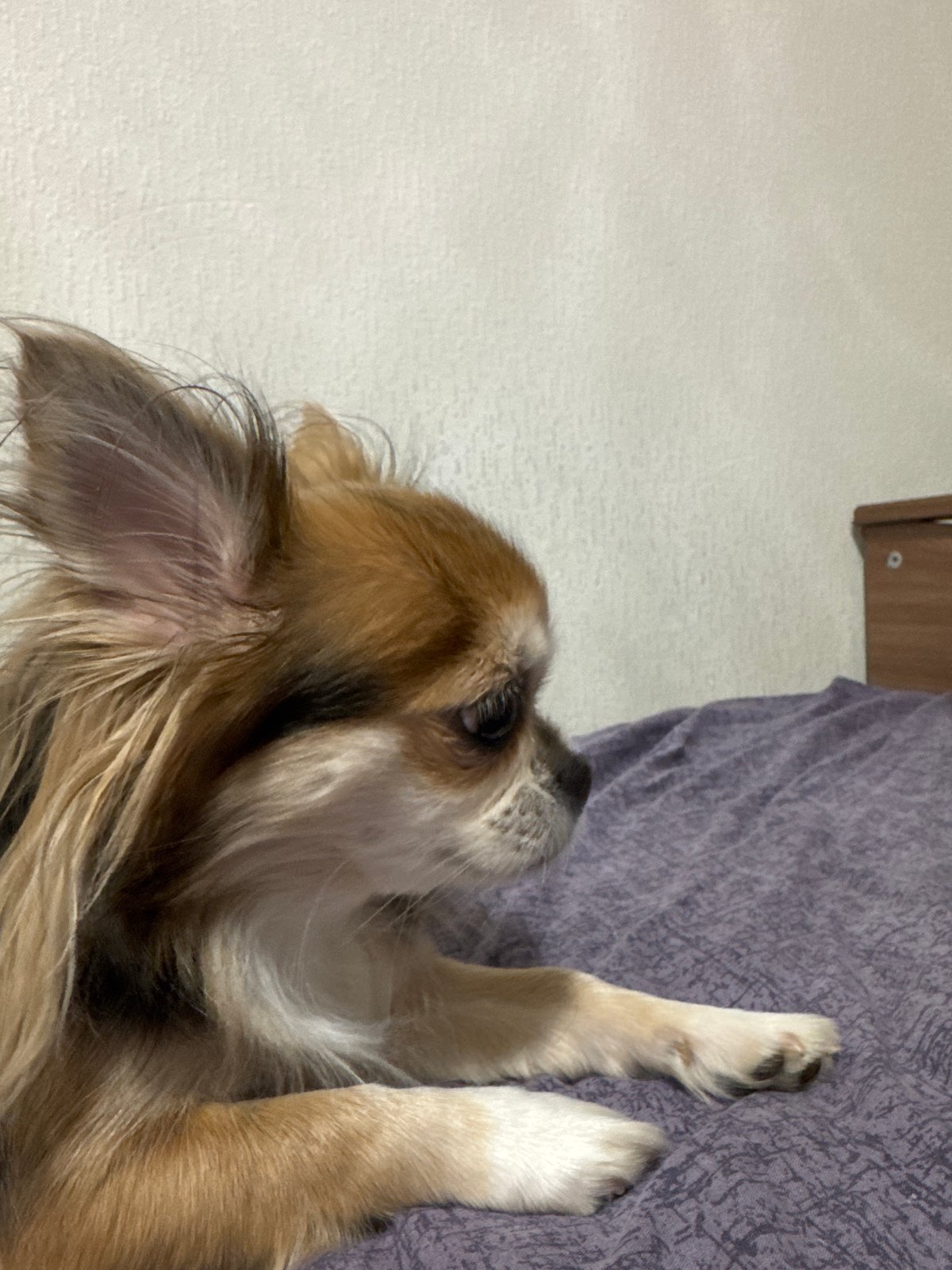 Chihuahua's Evening Rest Documented in Saint Petersburg Apartment