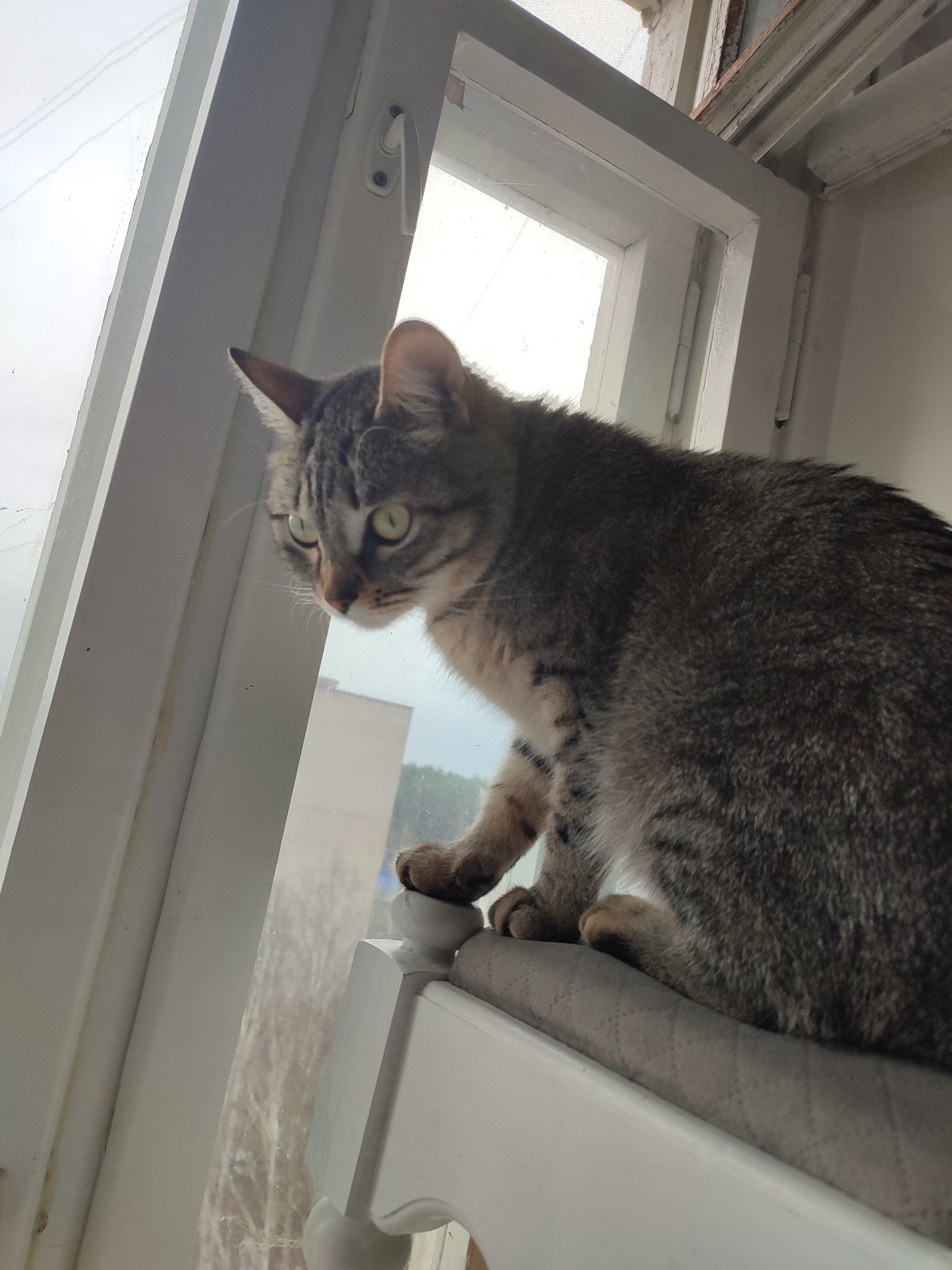 Tabby cat spotted gazing out window at cityscape