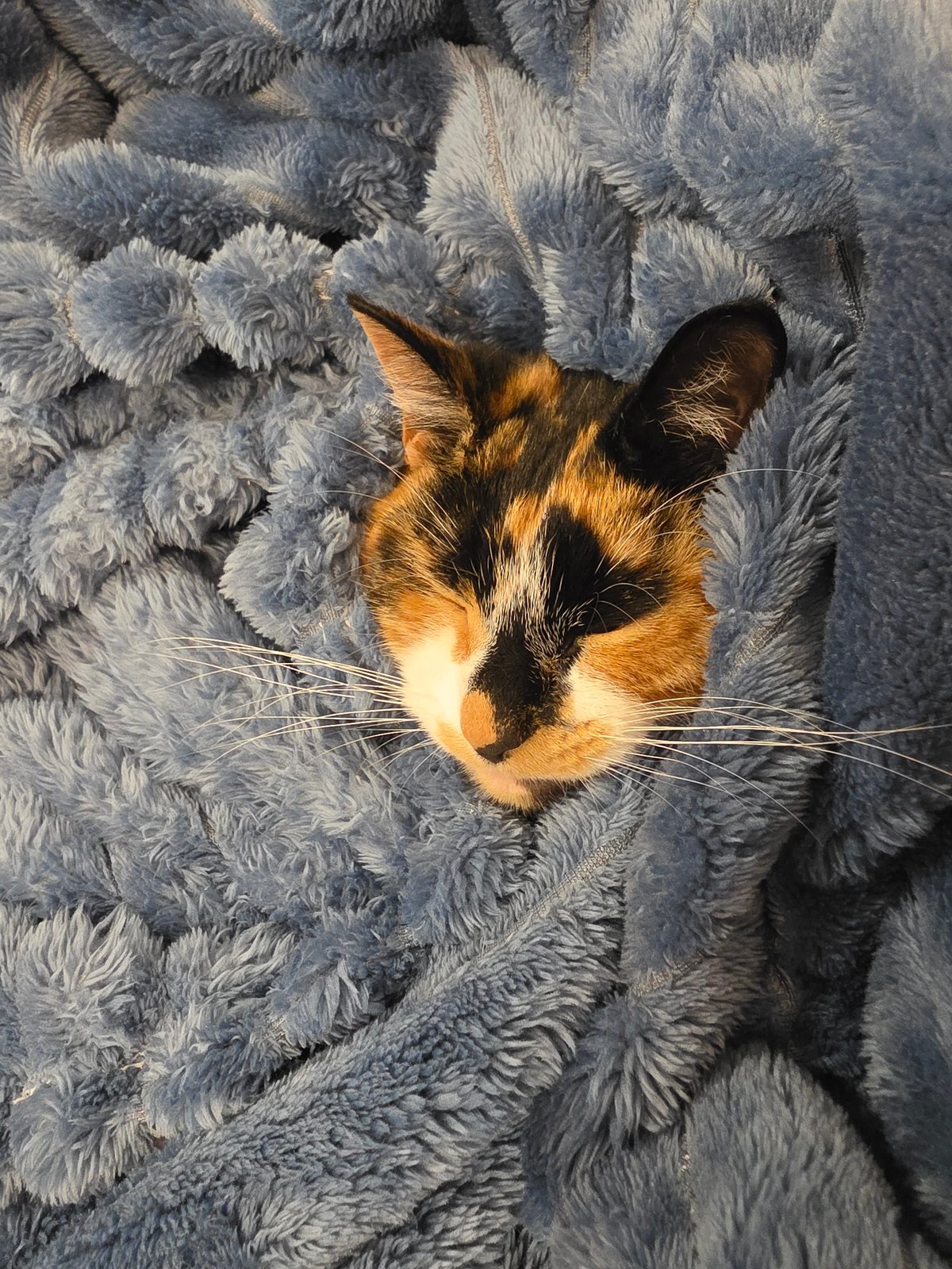 Calico cat plays peek-a-boo in cardboard box, Birmingham