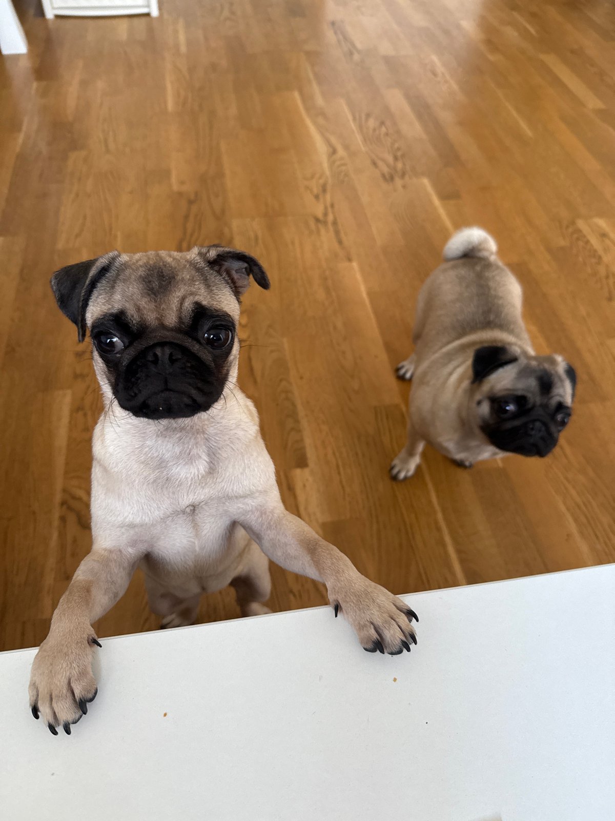 Pugs vs. croissants: a home breakfast standoff