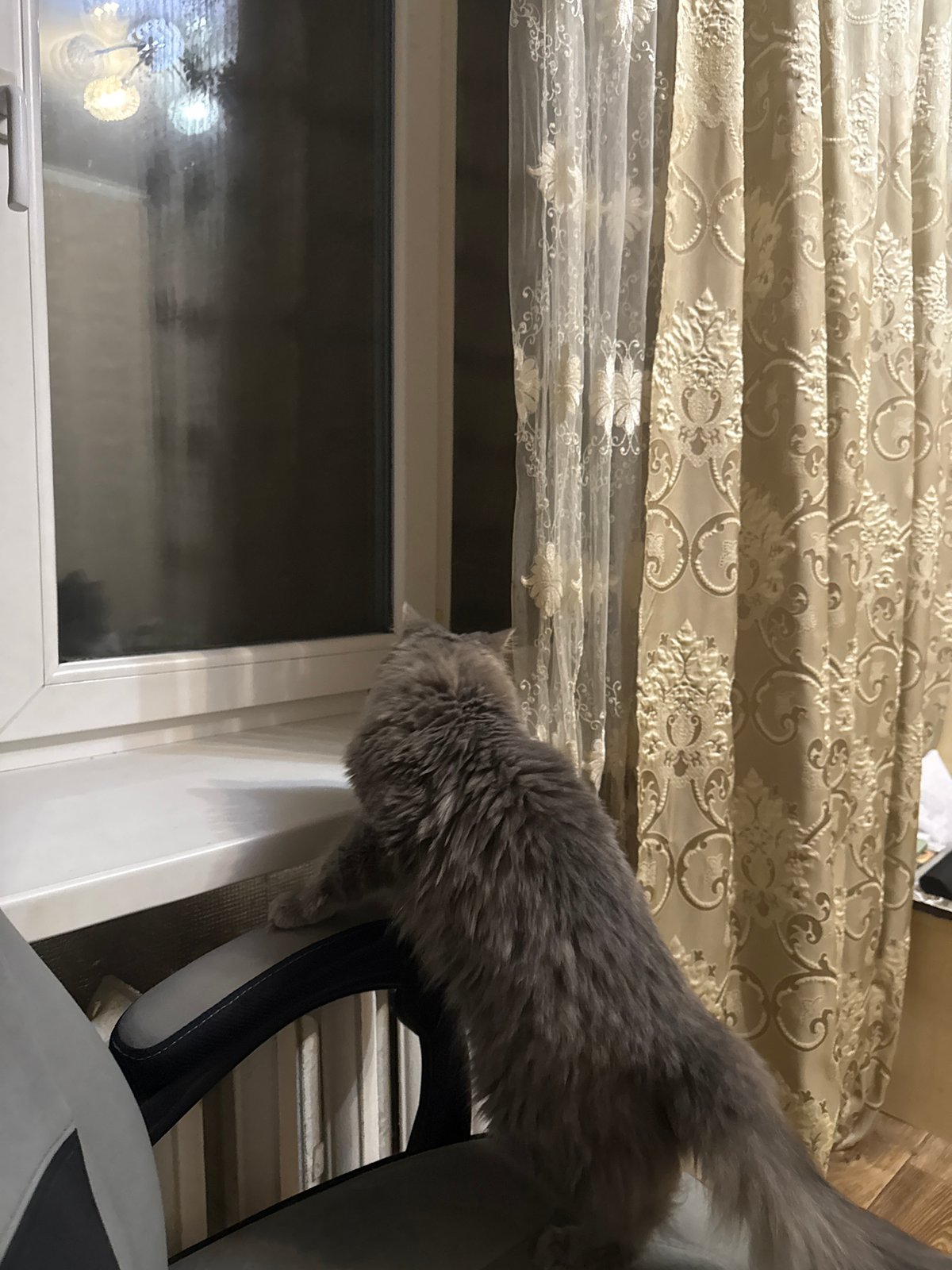 Cozy evening at home with a gray cat in Raivka