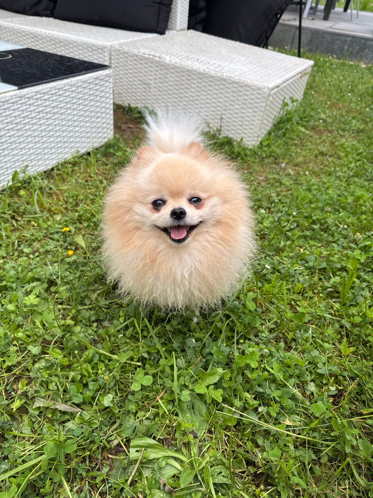 Pomeranian dog spotted in early morning grass in Germany