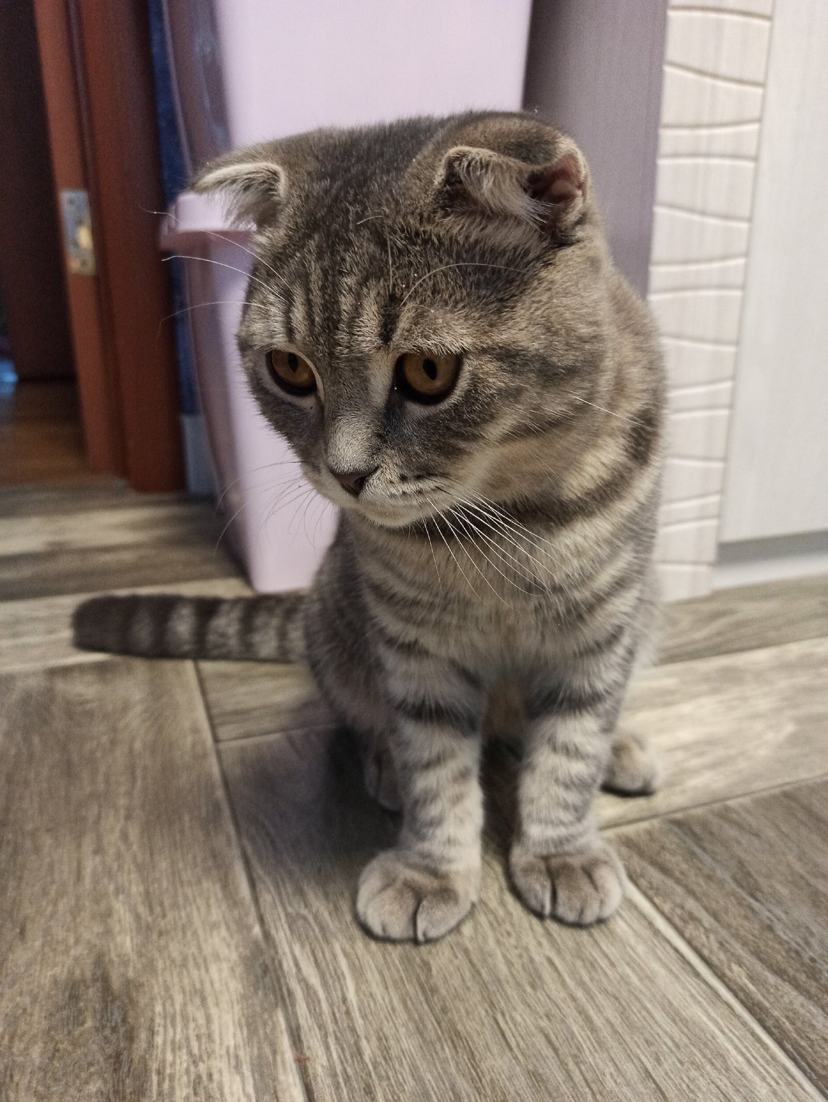 Cat plays with bubbles, flowers on Russian morning