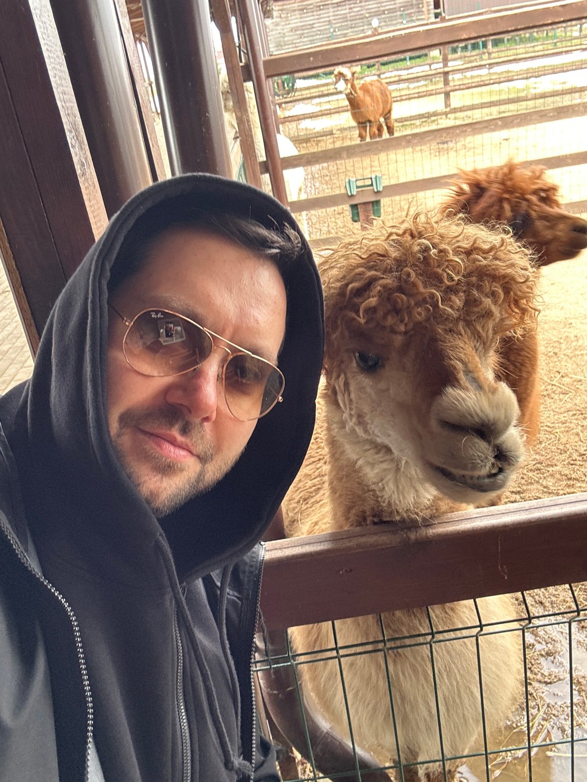 Visitor feeds alpacas at Russian recreation center