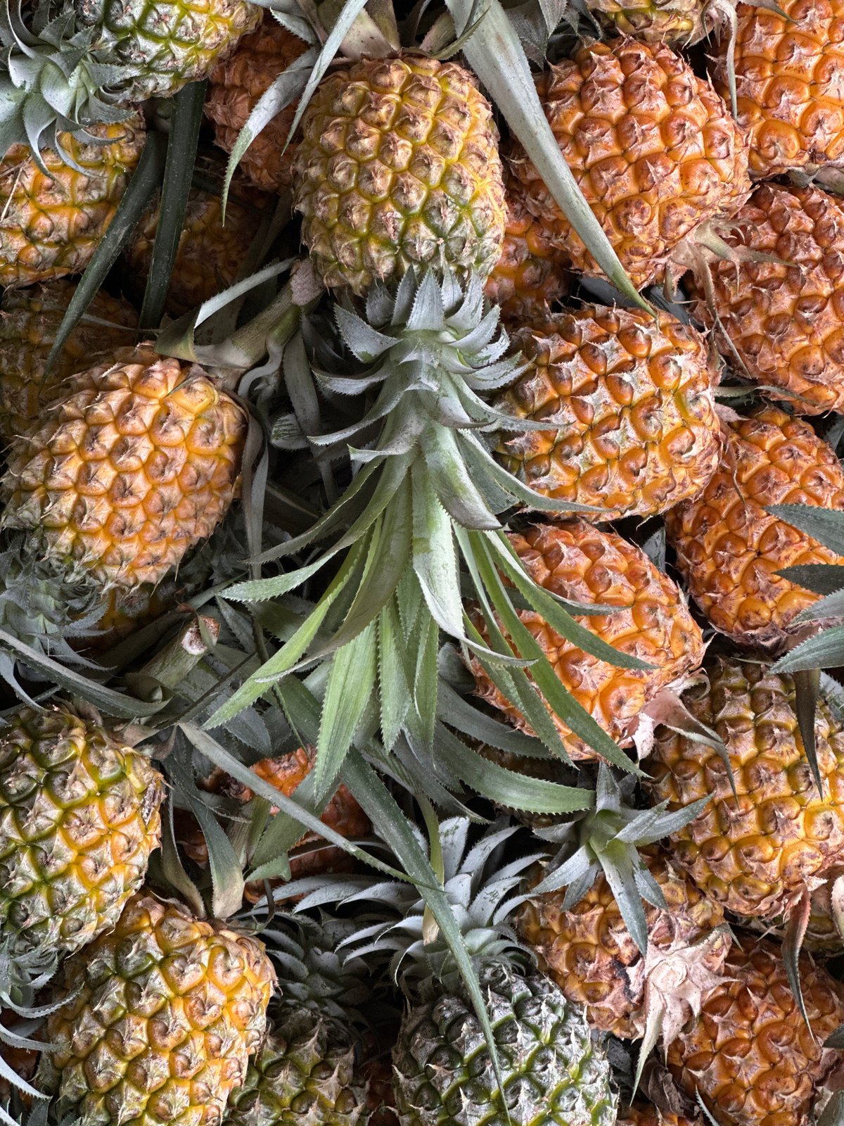 Visitors document pineapple farm tour in Vietnam commune