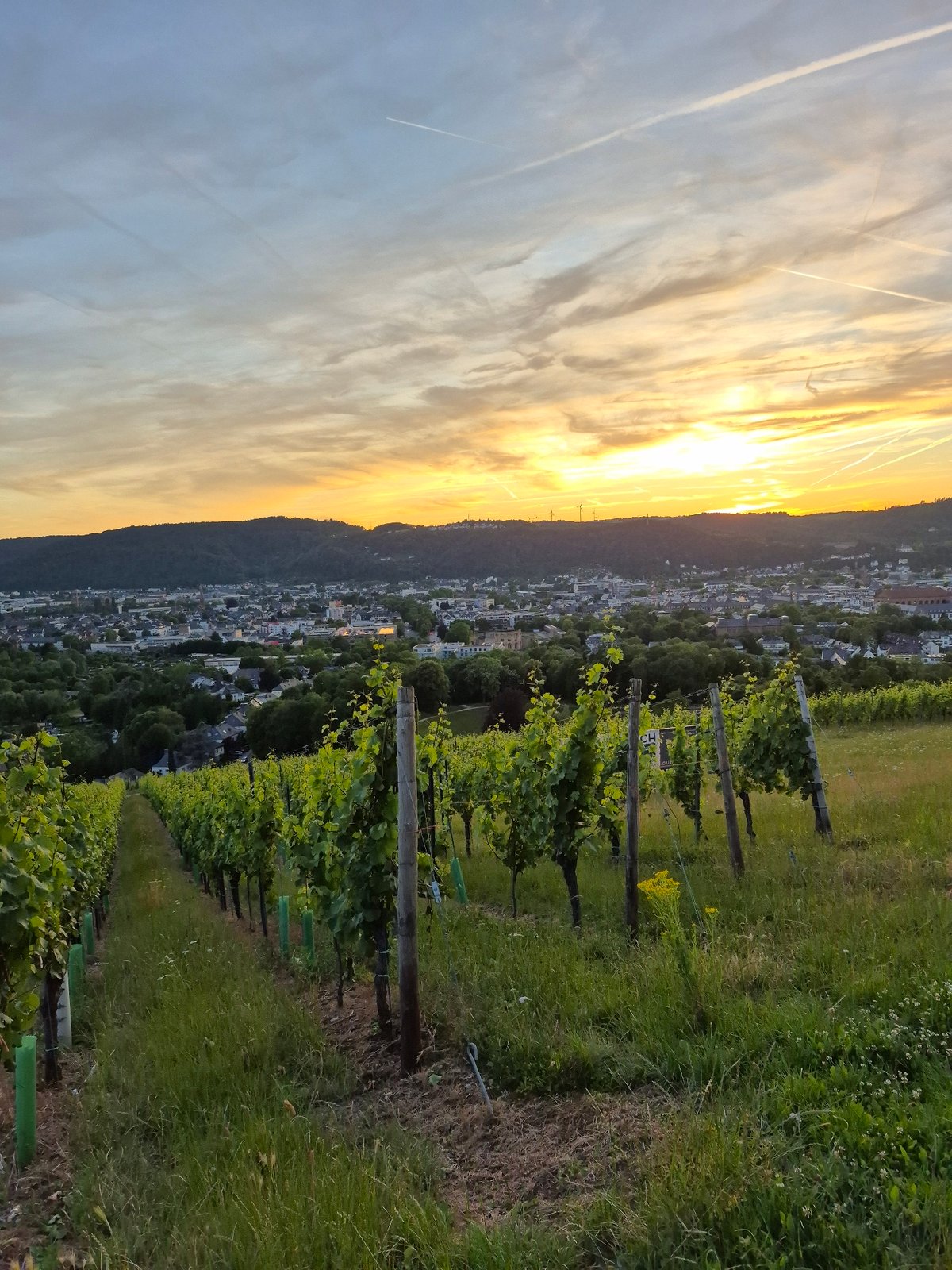 Sunset vineyard overlook above Trier, Germany