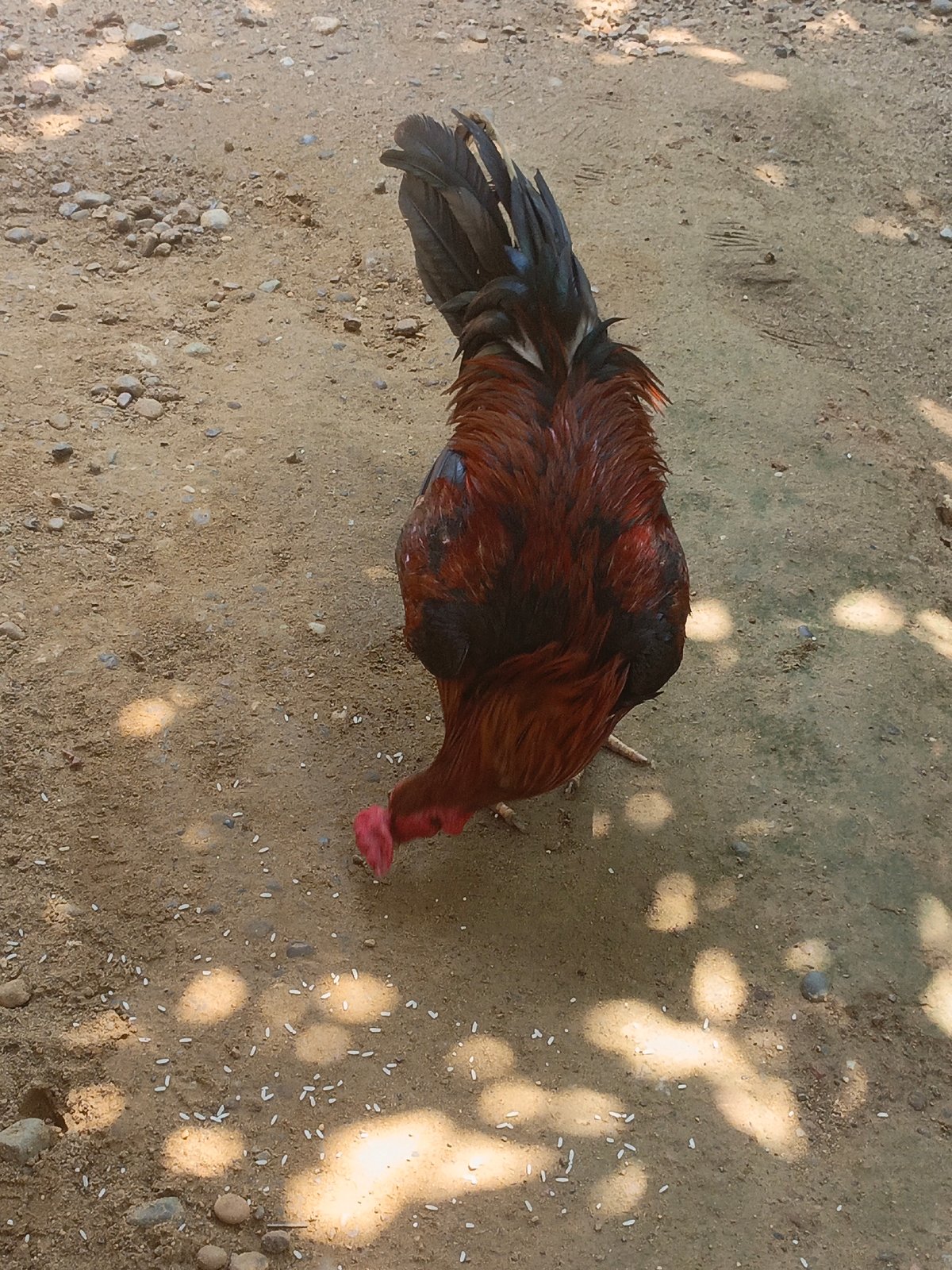 Chickens foraging and a tabby cat lounging in a shaded yard