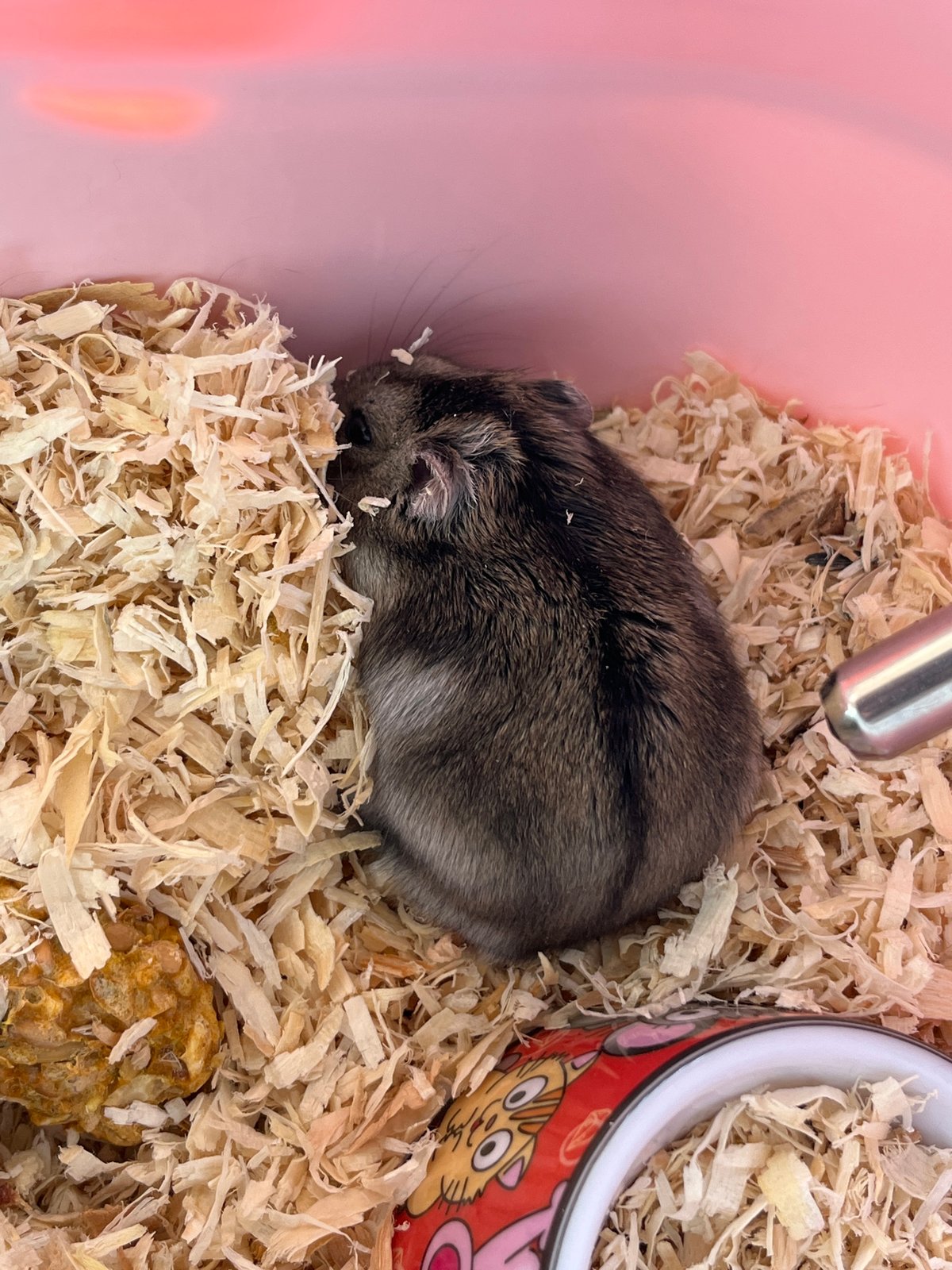 Dwarf hamster resting and drinking in a pink enclosure