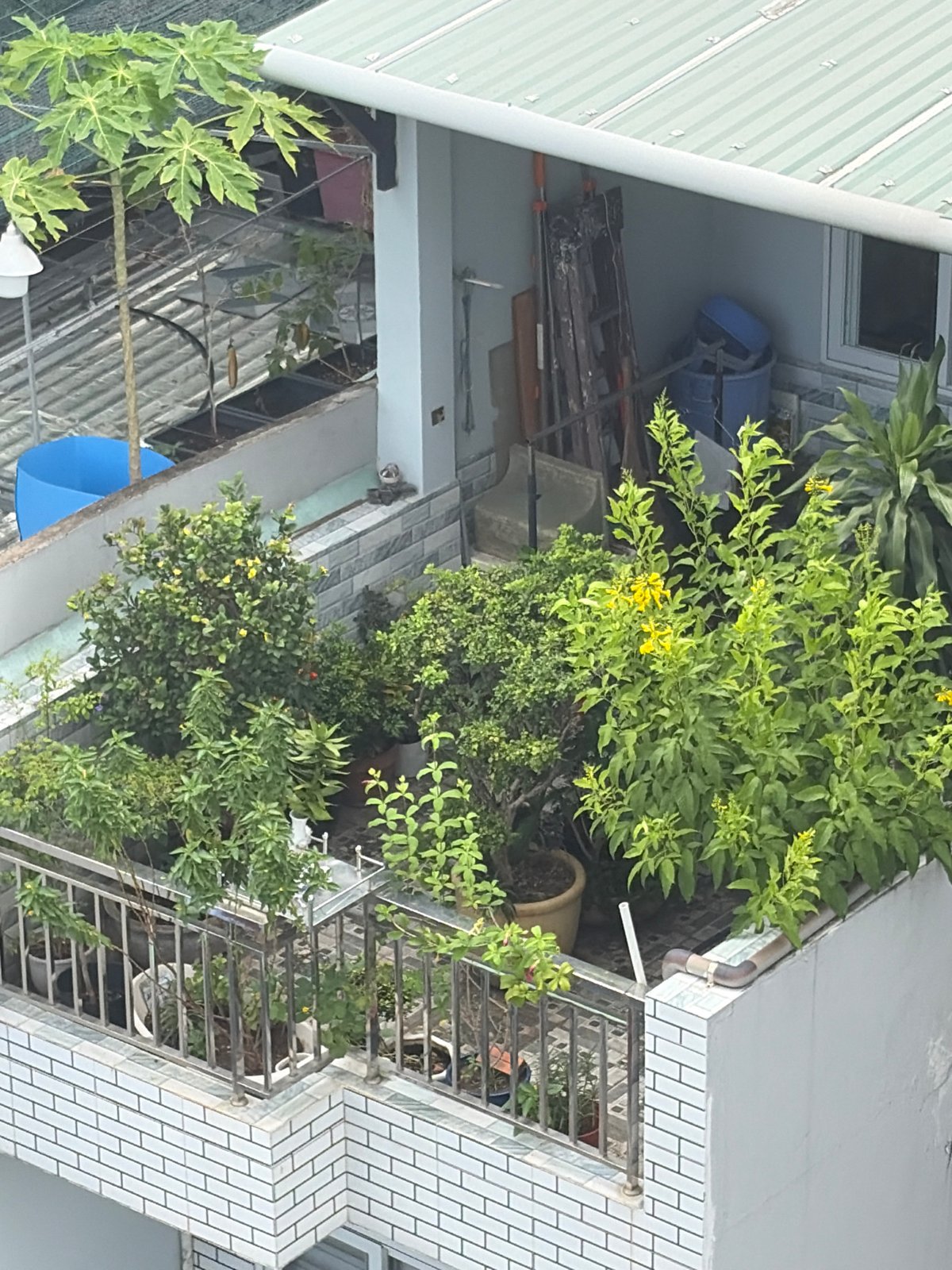 Morning urban scenes captured from rooftops in Thủ Đức