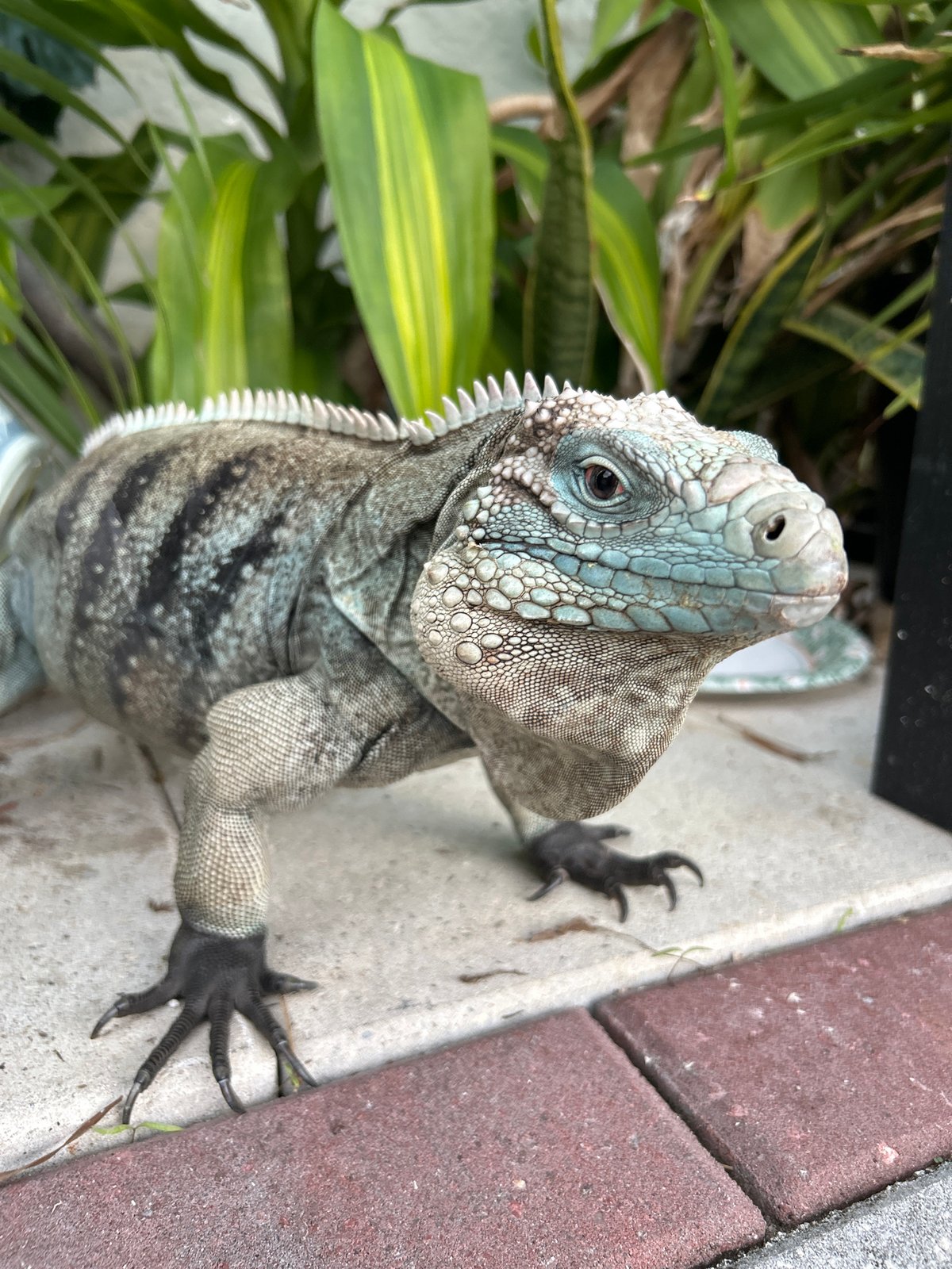 Iguana, centipede spotted in Cape Coral backyard wildlife observation